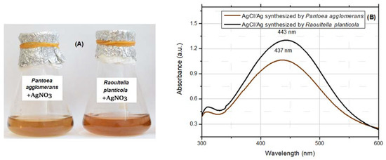 Bacteria-Mediated Synthesis of Silver and Silver Chloride Nanoparticles ...