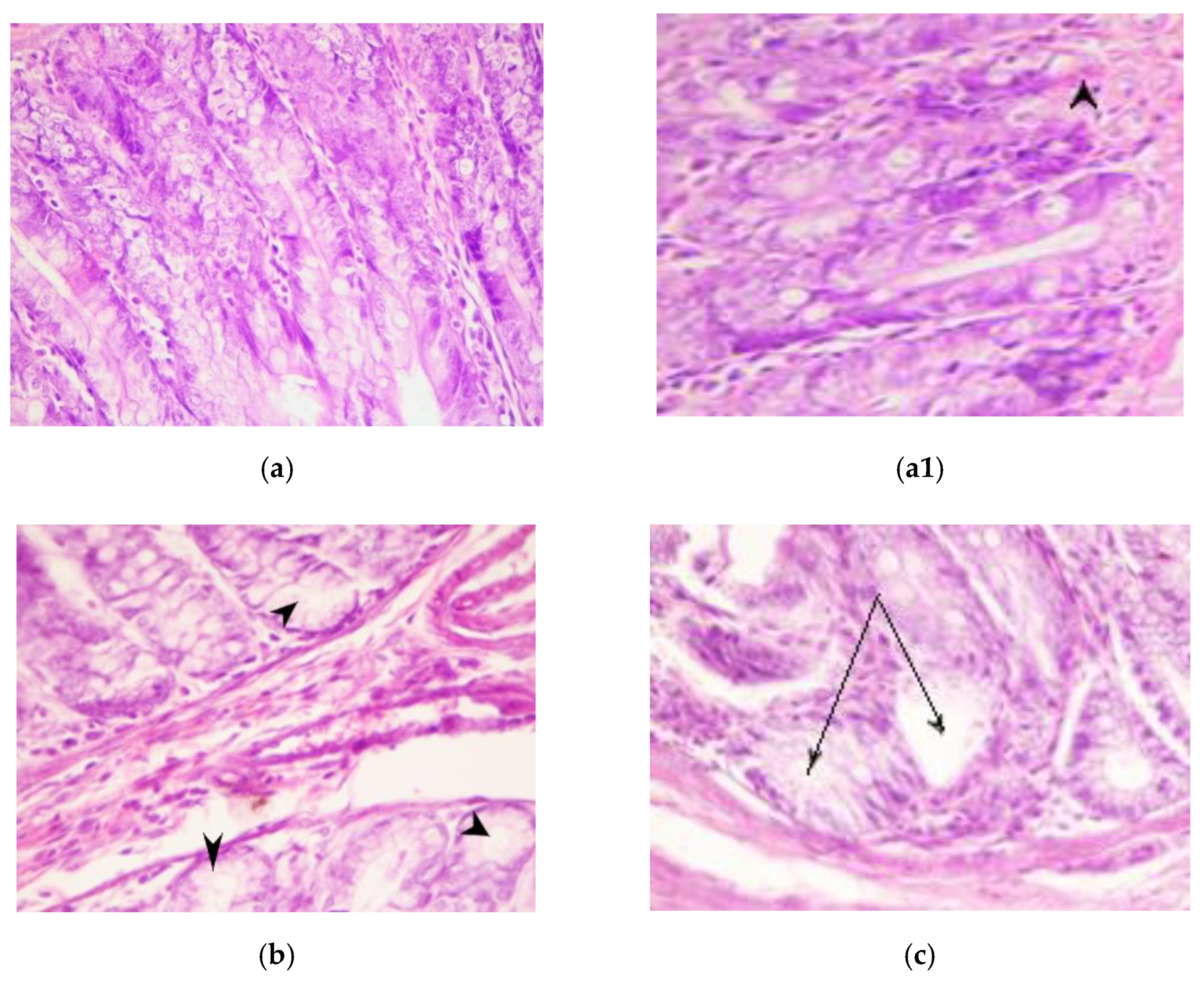 Applsci 11 03174 g006a Applsci 11 03174 g006a