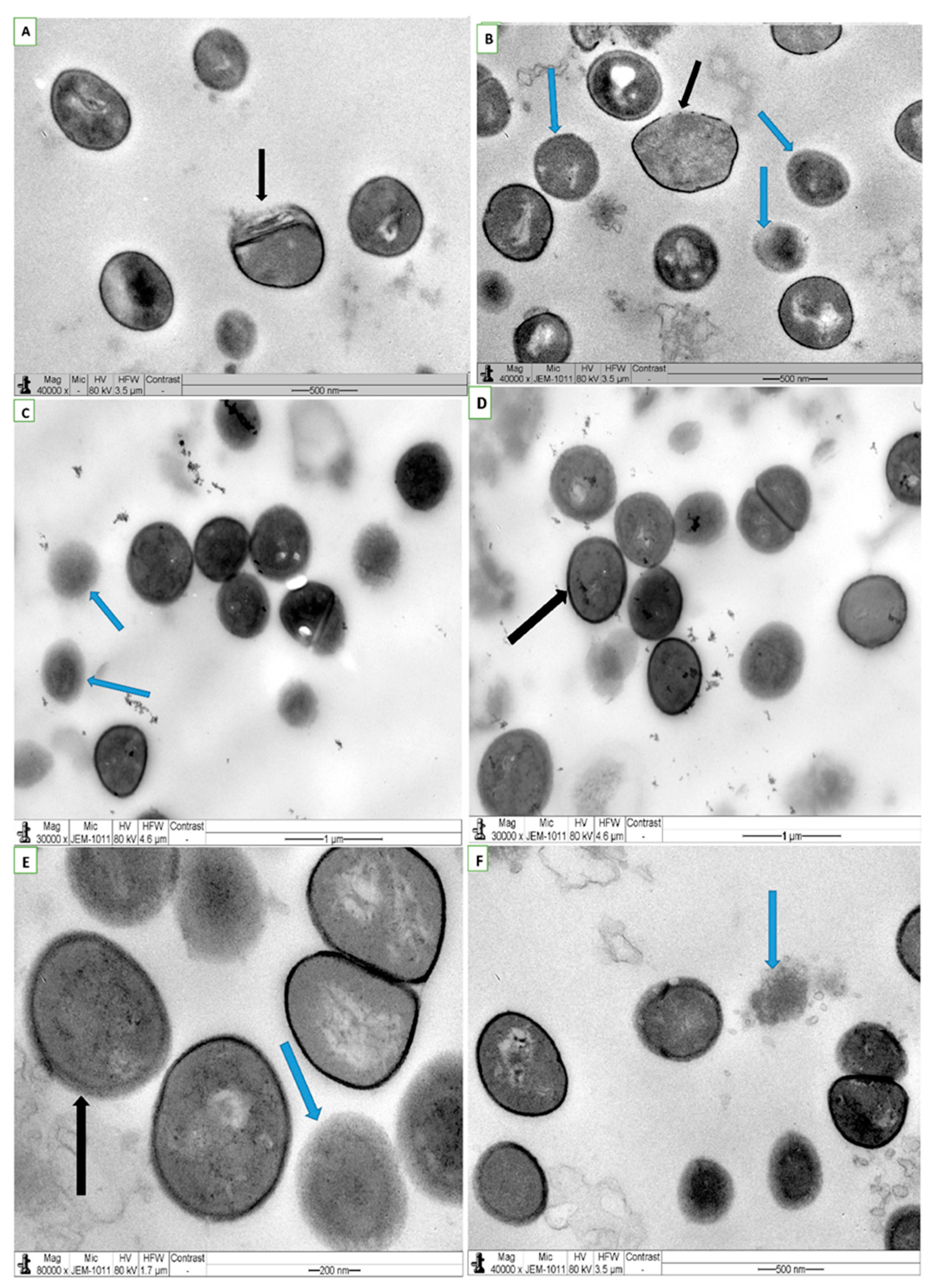 Applsci 11 03206 g006 Applsci 11 03206 g006