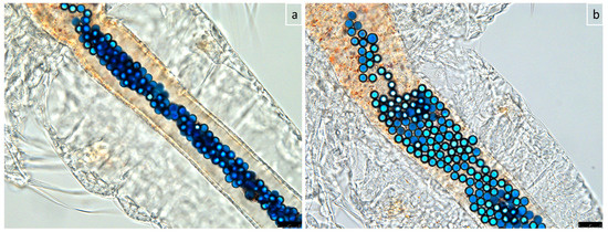 Artemia: A Model Specimen for Educational Microscopy Projects in