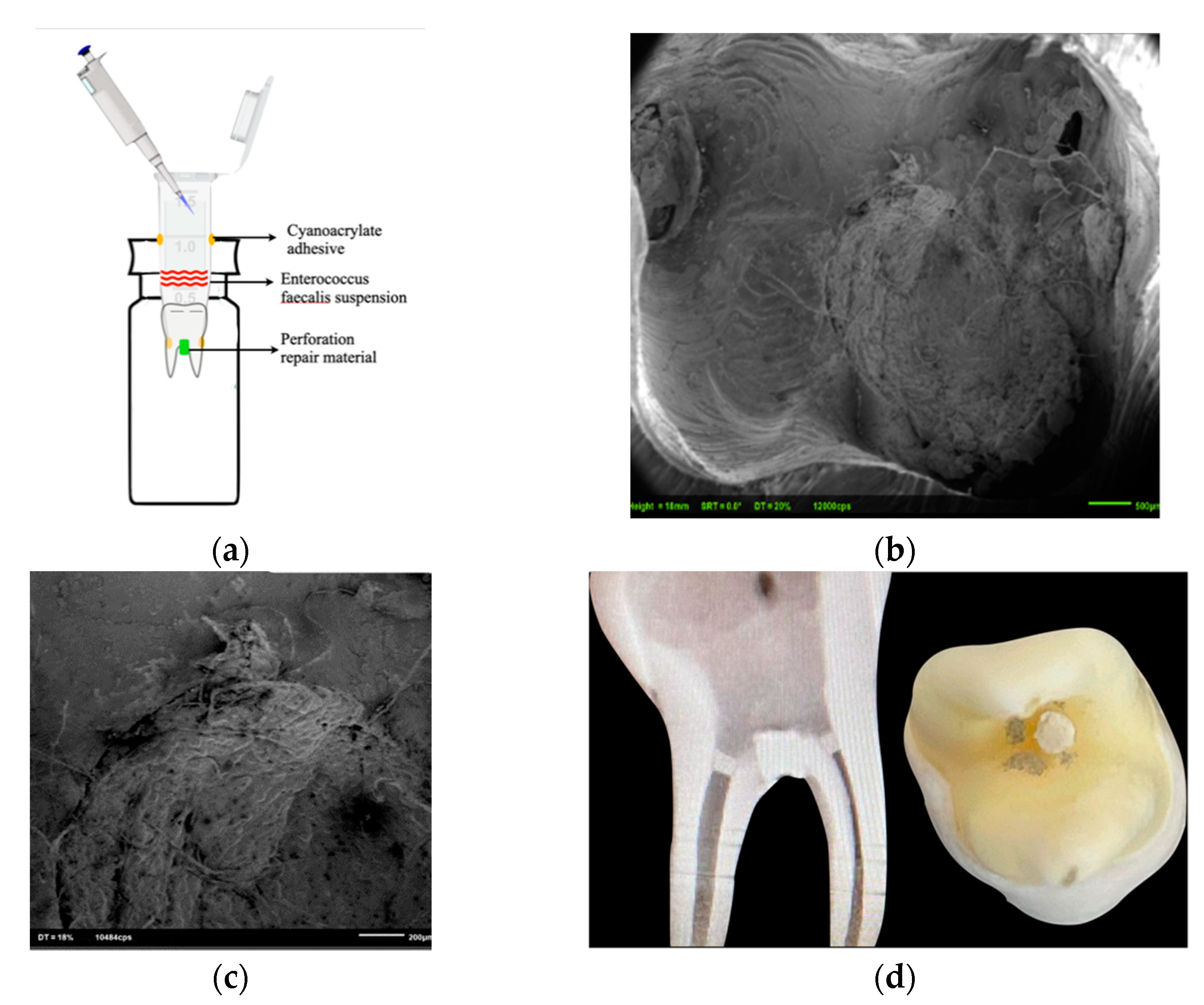 Applsci 11 03403 g001 Applsci 11 03403 g001