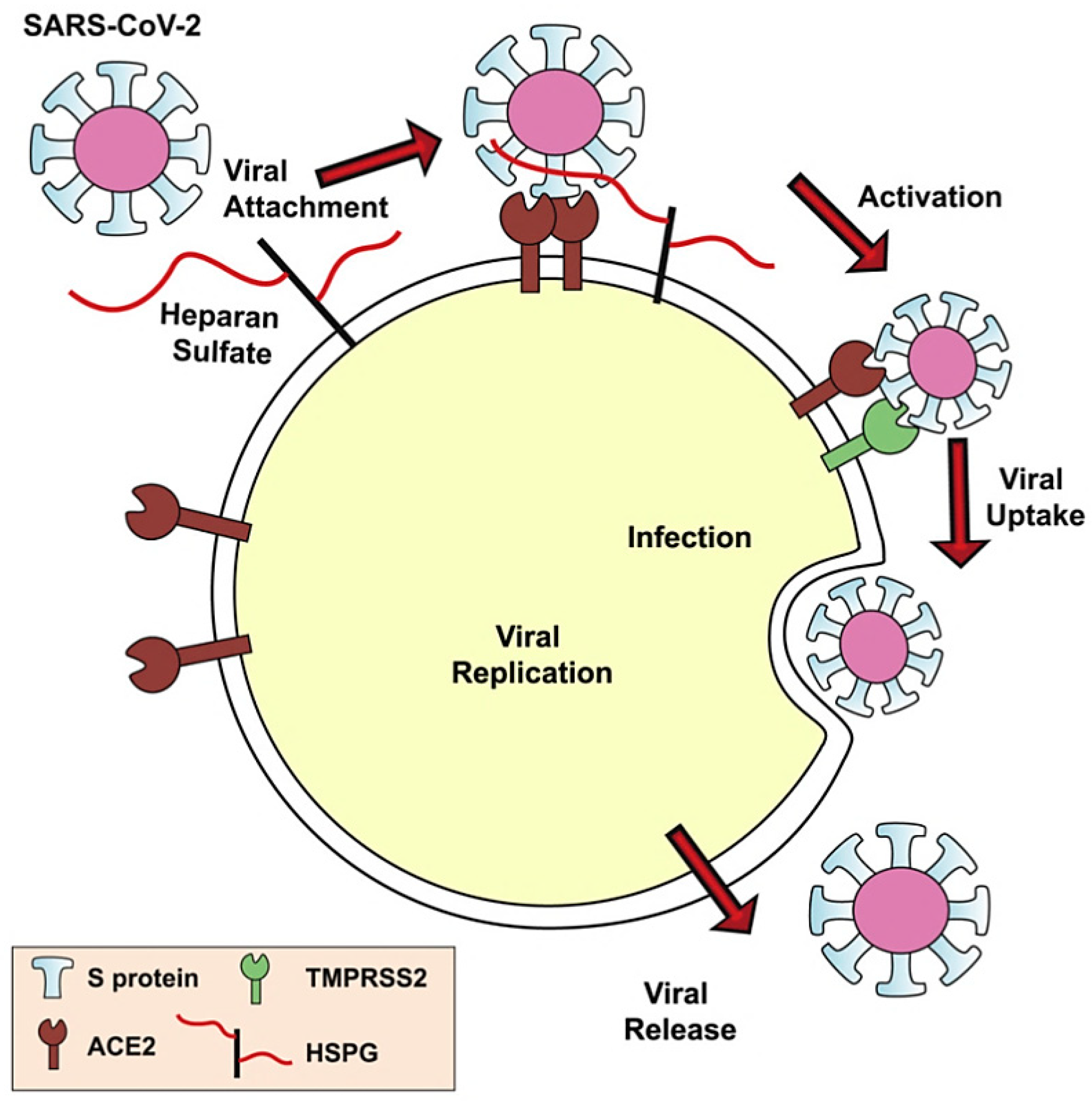 Вирус sars cov 2 отнесен к группе
