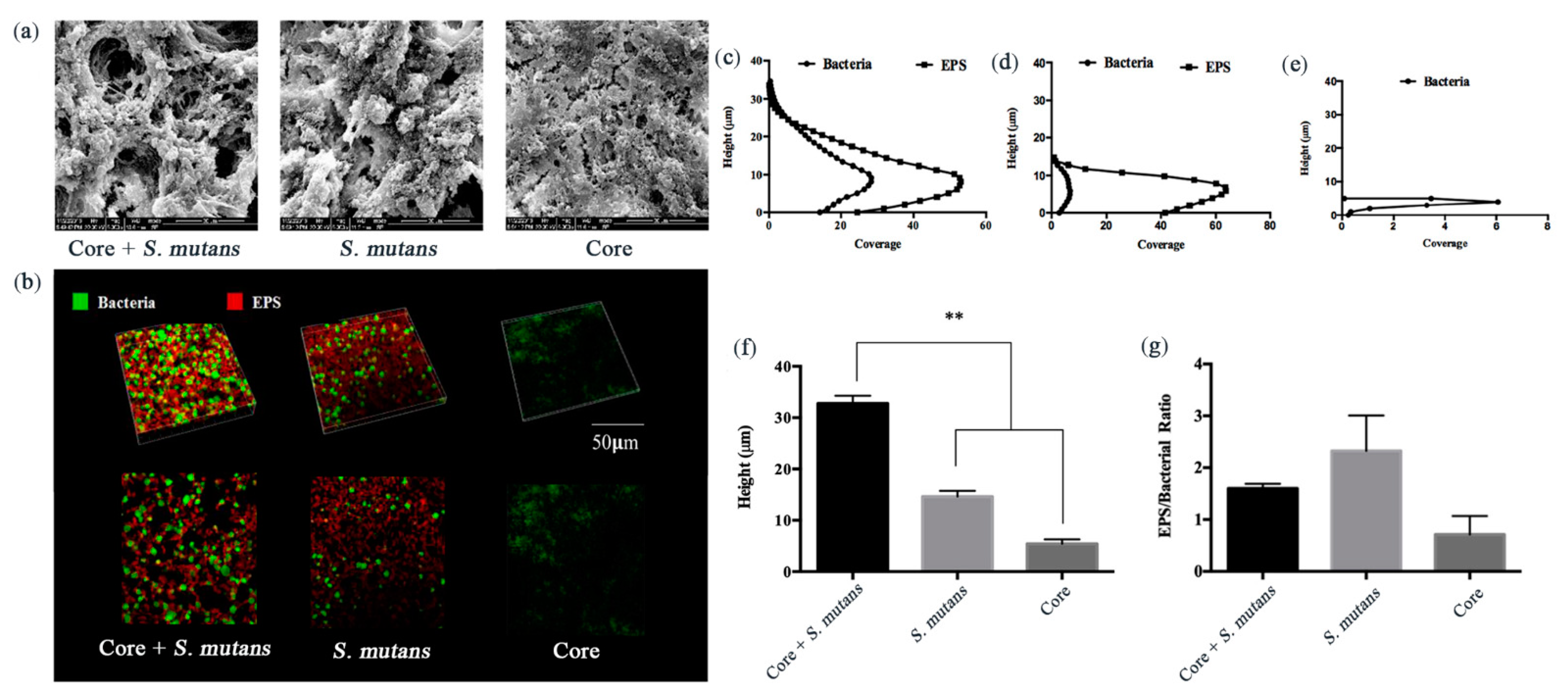 Core Microbiota Promotes the Development of Dental Caries