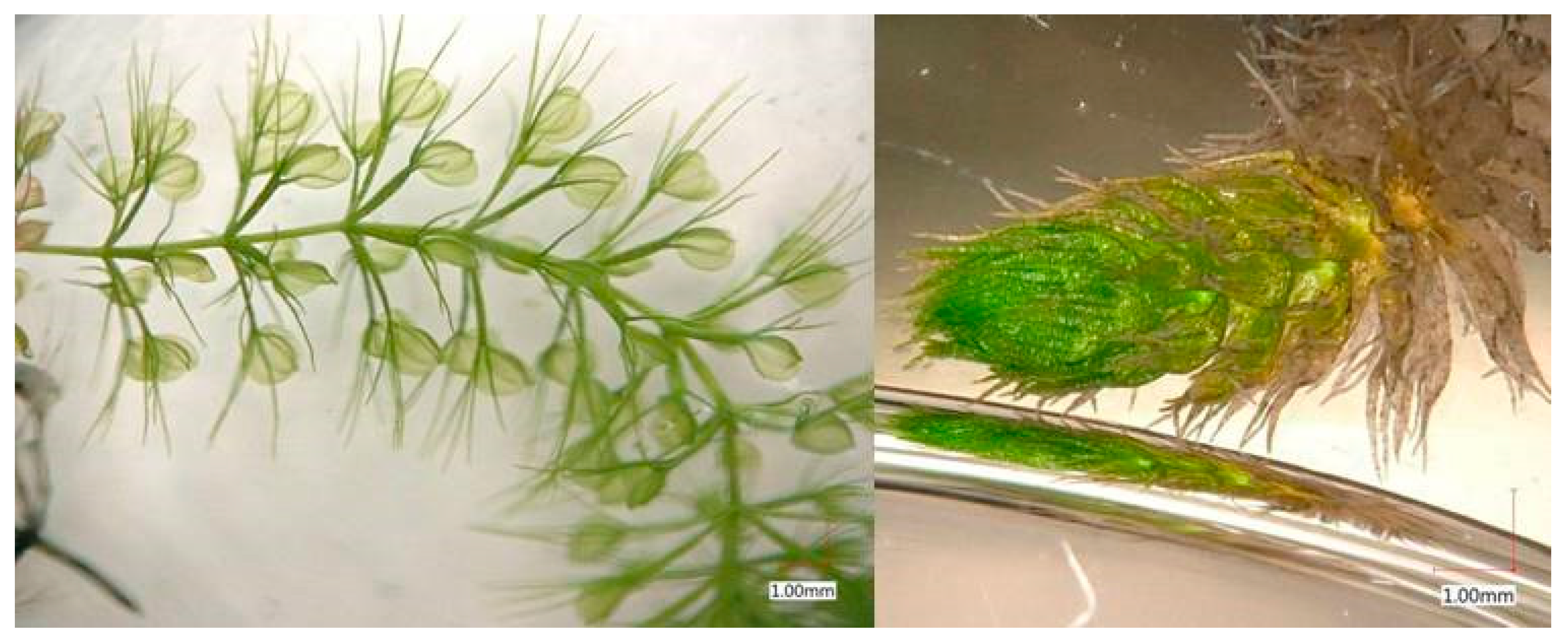 Applsci 11 03653 g002 Applsci 11 03653 g002