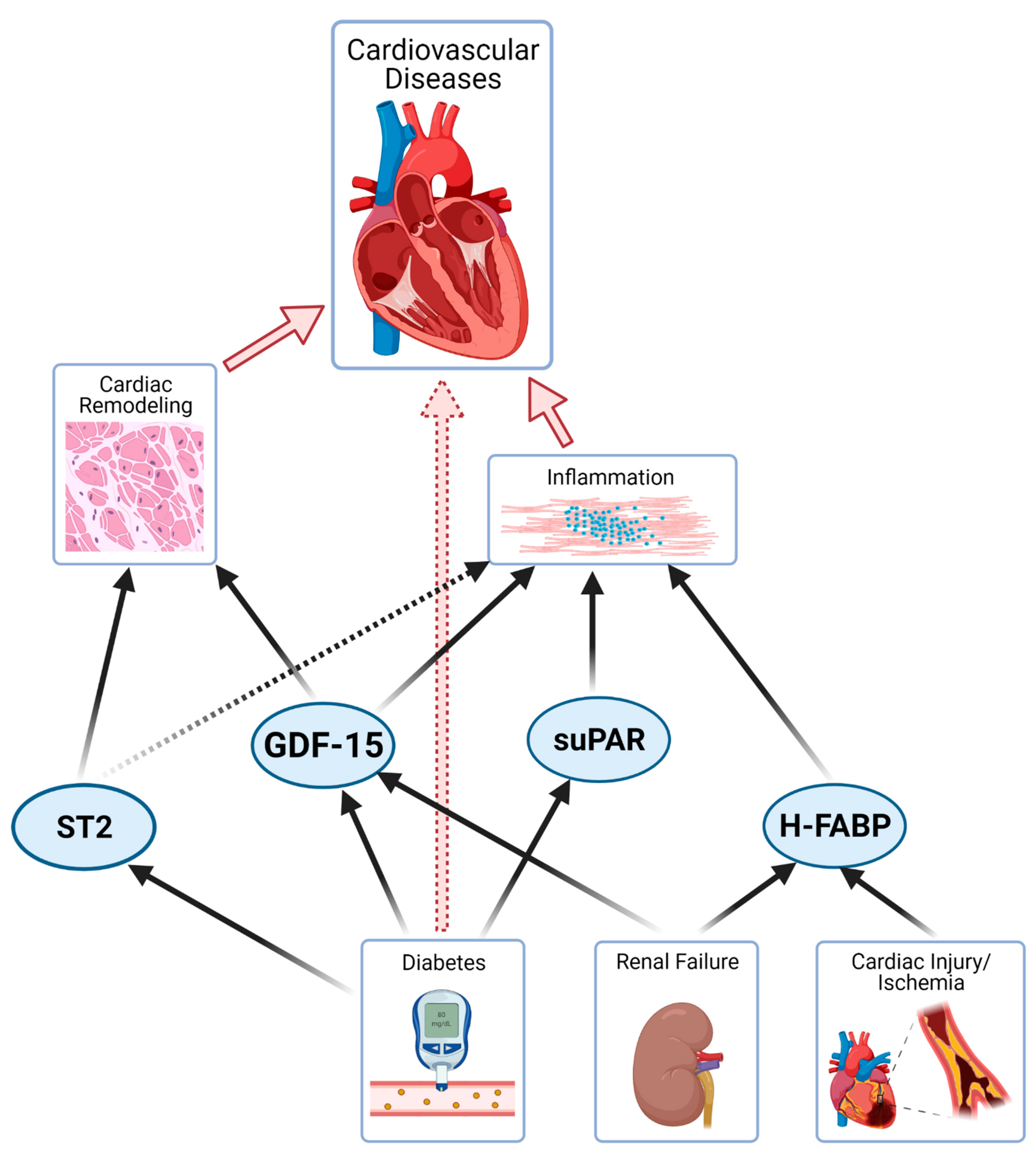 Promising Novel Biomarkers in Cardiovascular Diseases