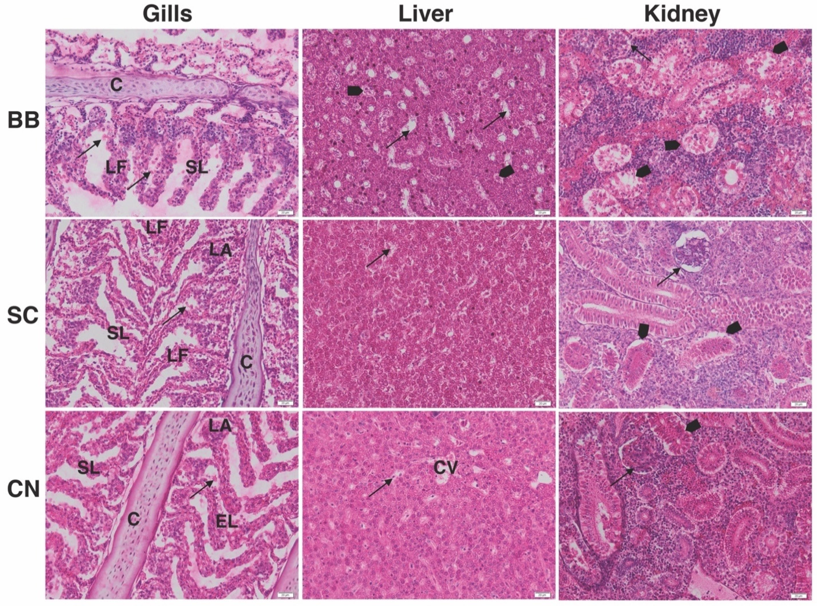 Applsci 11 03760 g003 Applsci 11 03760 g003