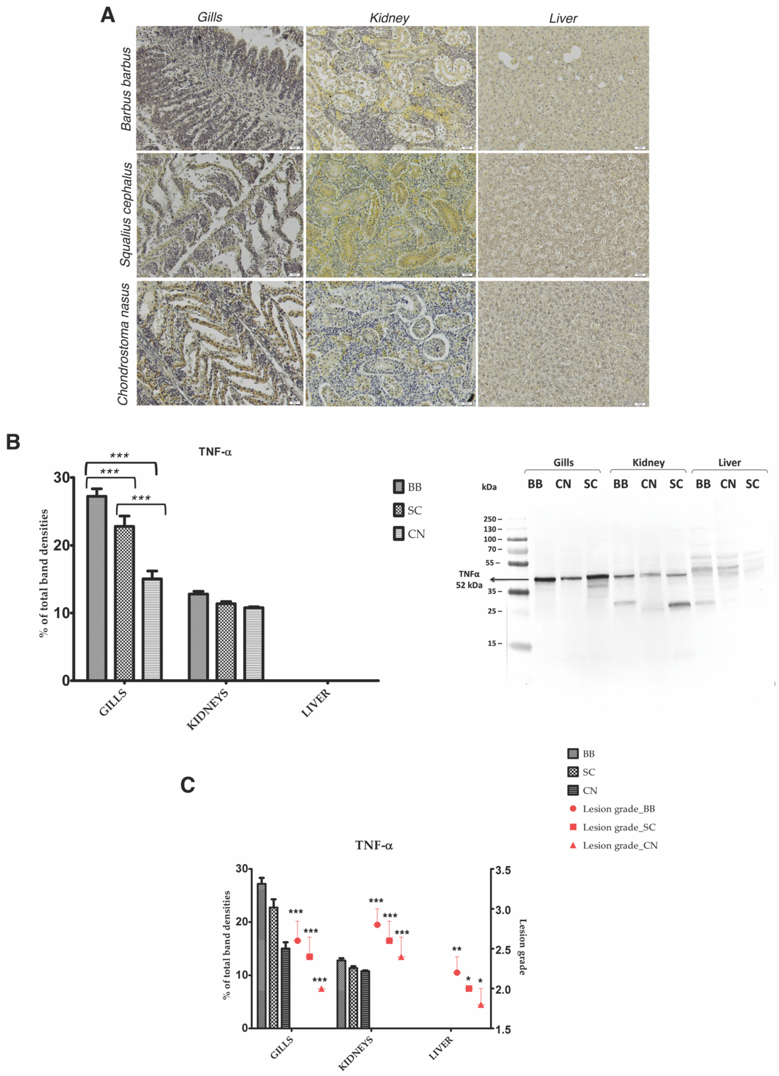 Applsci 11 03760 g005 Applsci 11 03760 g005
