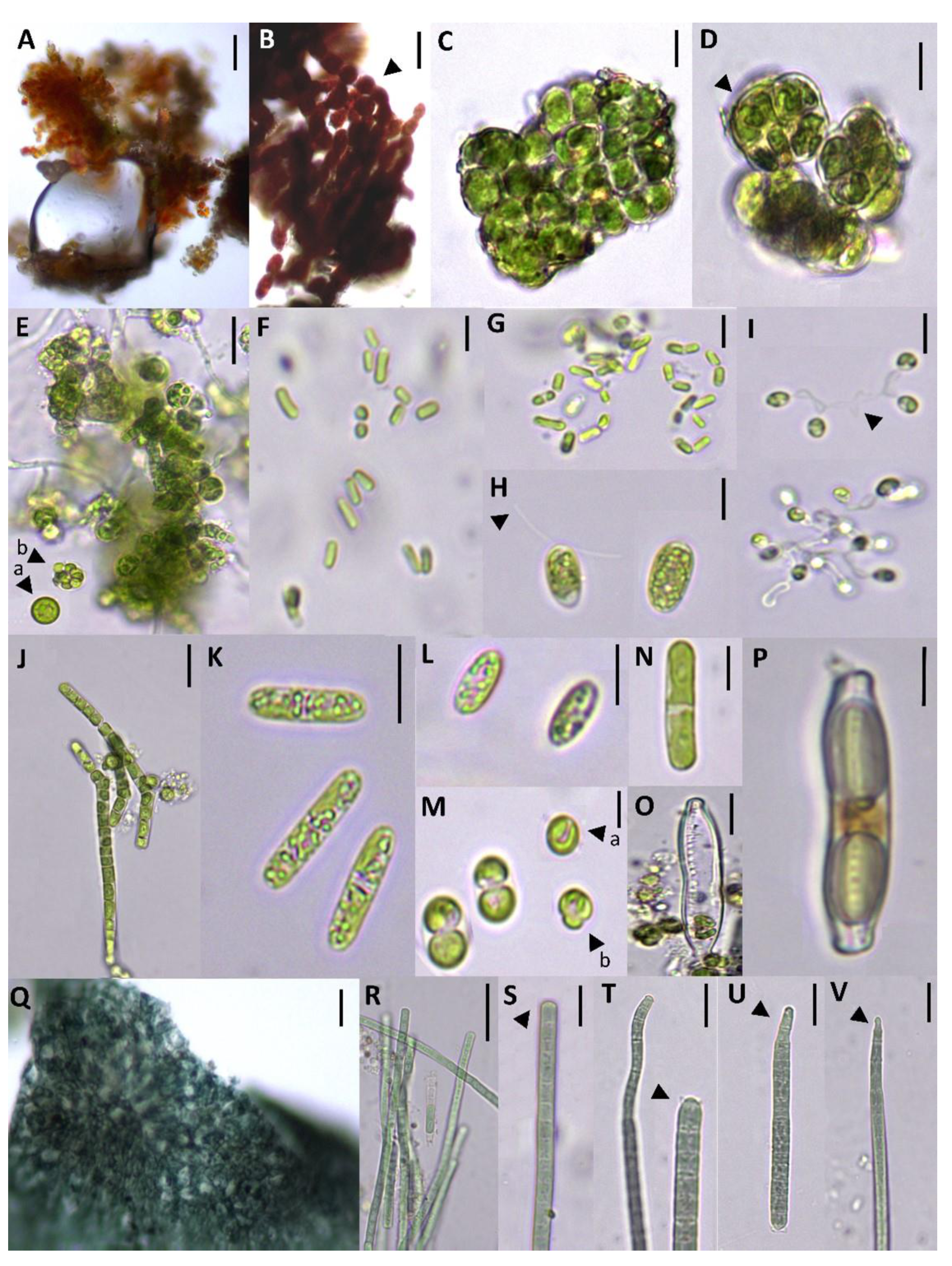 Applsci 11 03786 g002