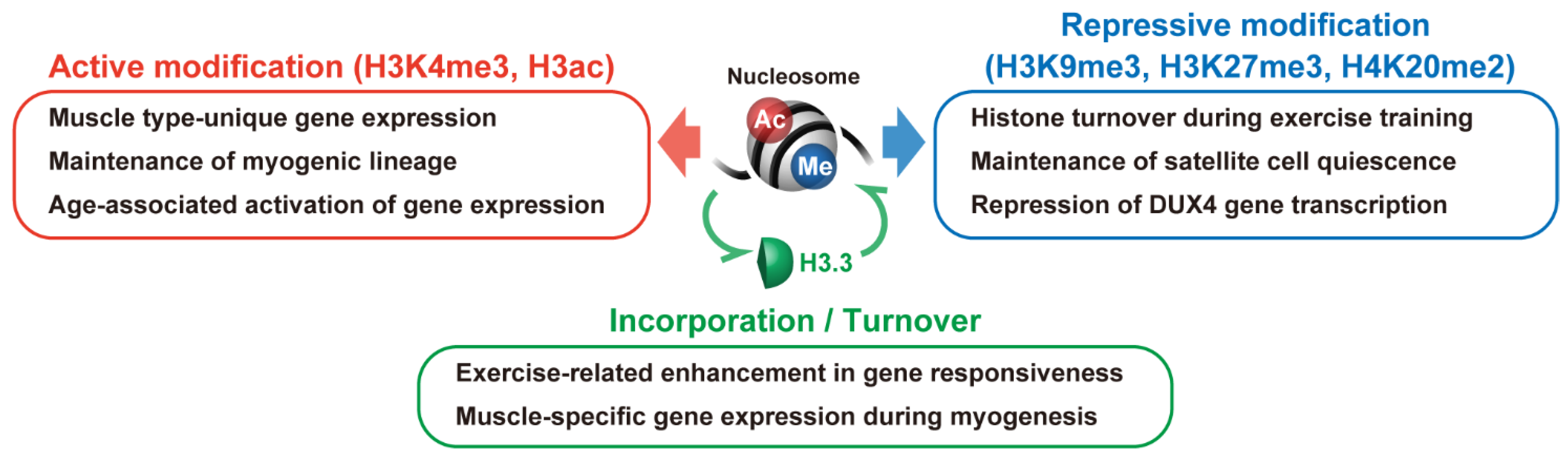 Histone Modification A Mechanism for Regulating Skeletal Muscle Biology Diagrams