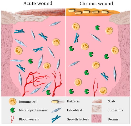 Biomechanics of Wound Healing in an Equine Limb Model: Effect of Location  and Treatment with a Peptide-Modified Collagen–Chitosan Hydrogel | ACS  Biomaterials Science & Engineering