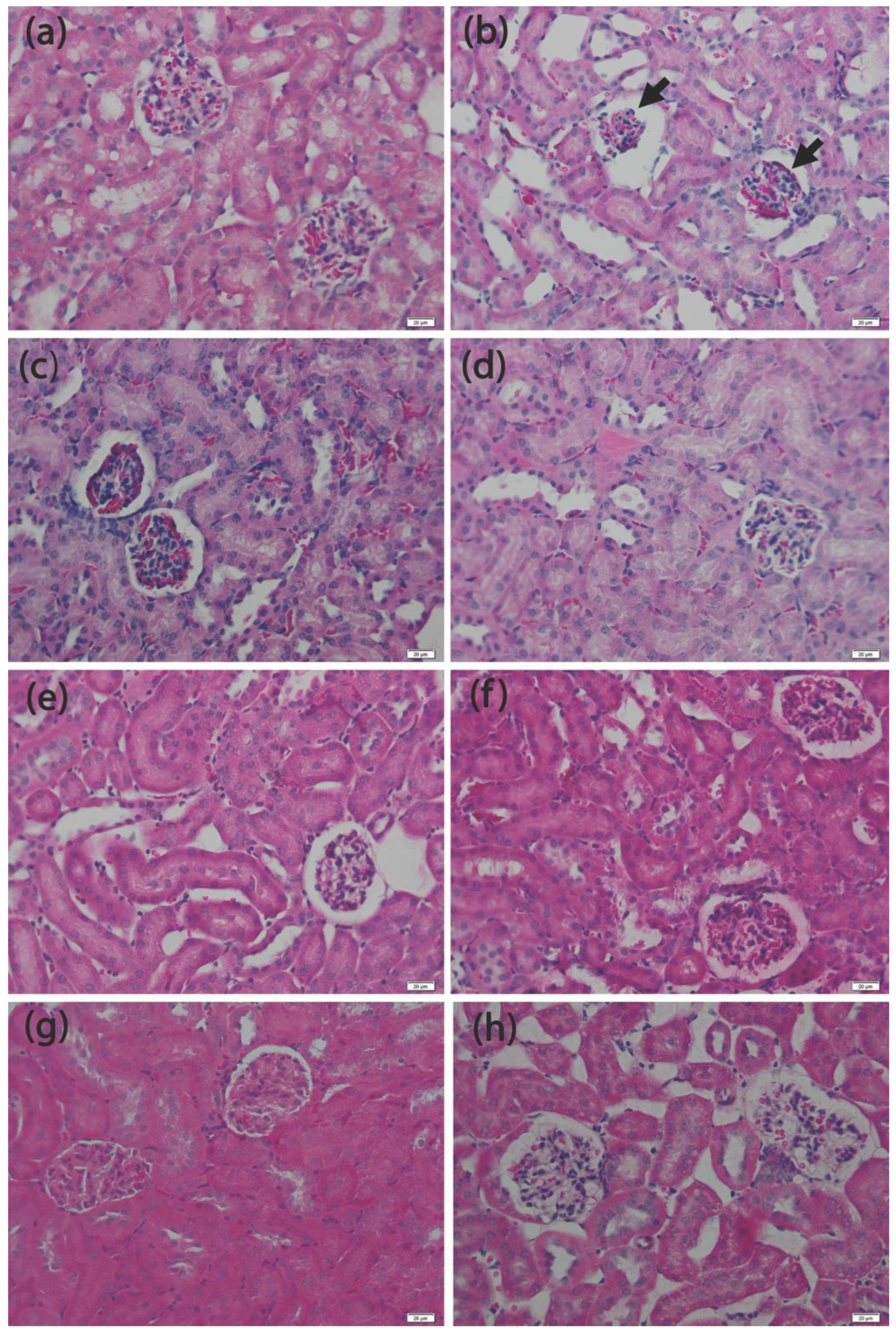 Applsci 11 04220 g004