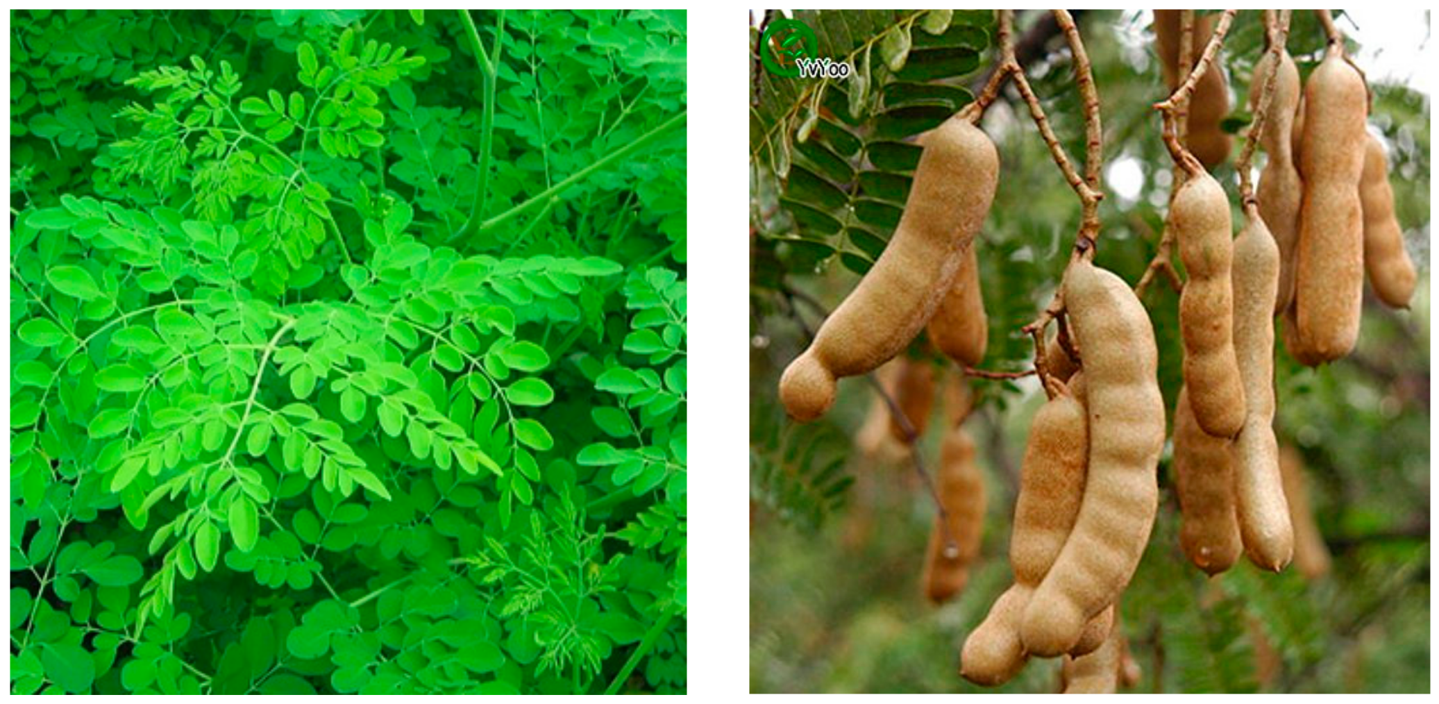 Applsci 11 04221 g003 Applsci 11 04221 g003