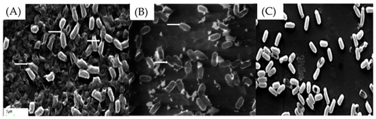 Hot Resistance of Spores from the Thermophilic Bacillus horneckiae