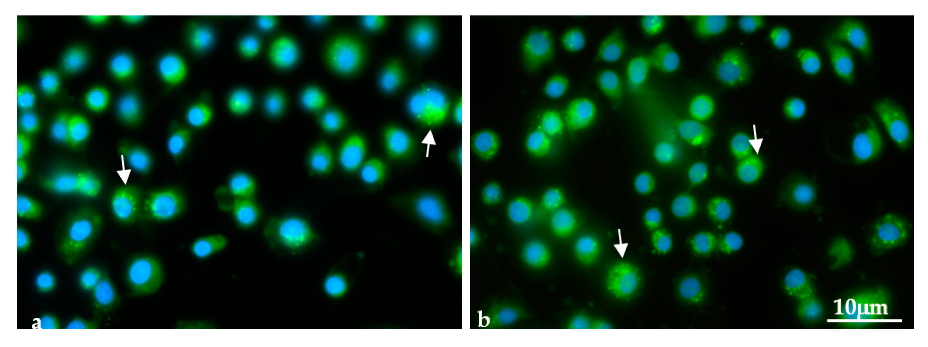 Applsci 11 04369 g005