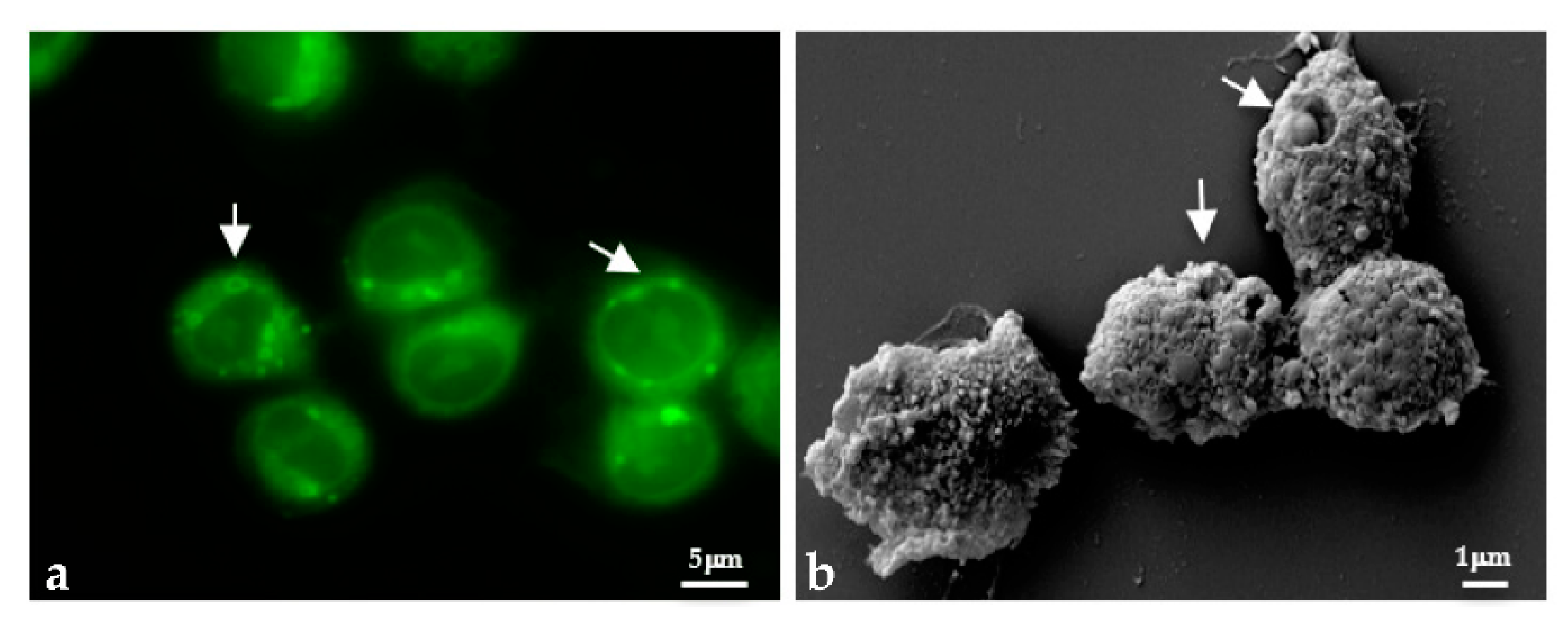 Applsci 11 04369 g010