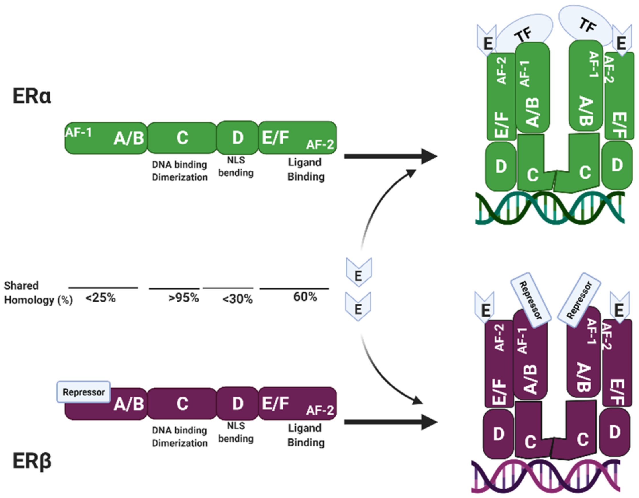 Estrogen Receptor Structure