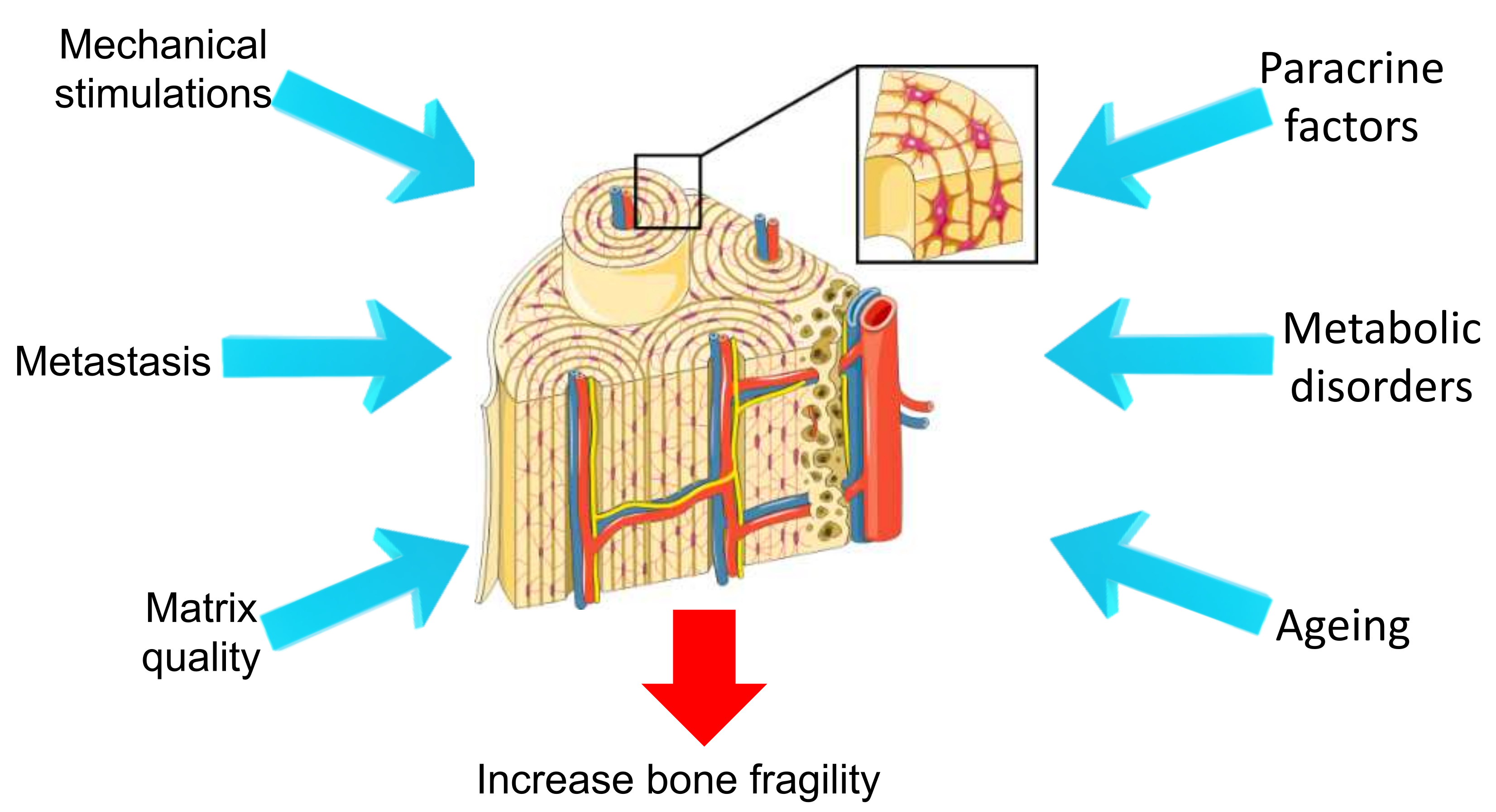 Designing Hydrogel-Based Bone-On-Chips for Personalized Medicine