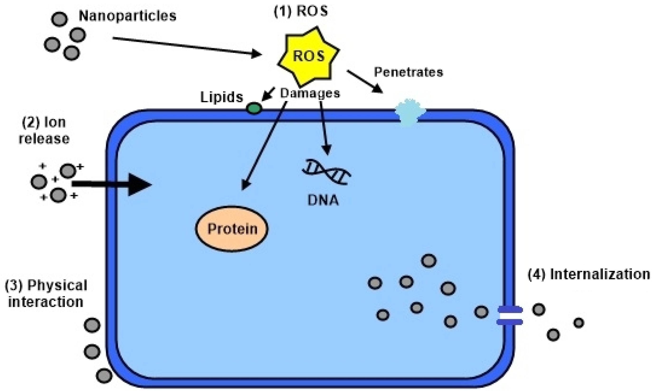 Applsci 11 04520 g004 Applsci 11 04520 g004