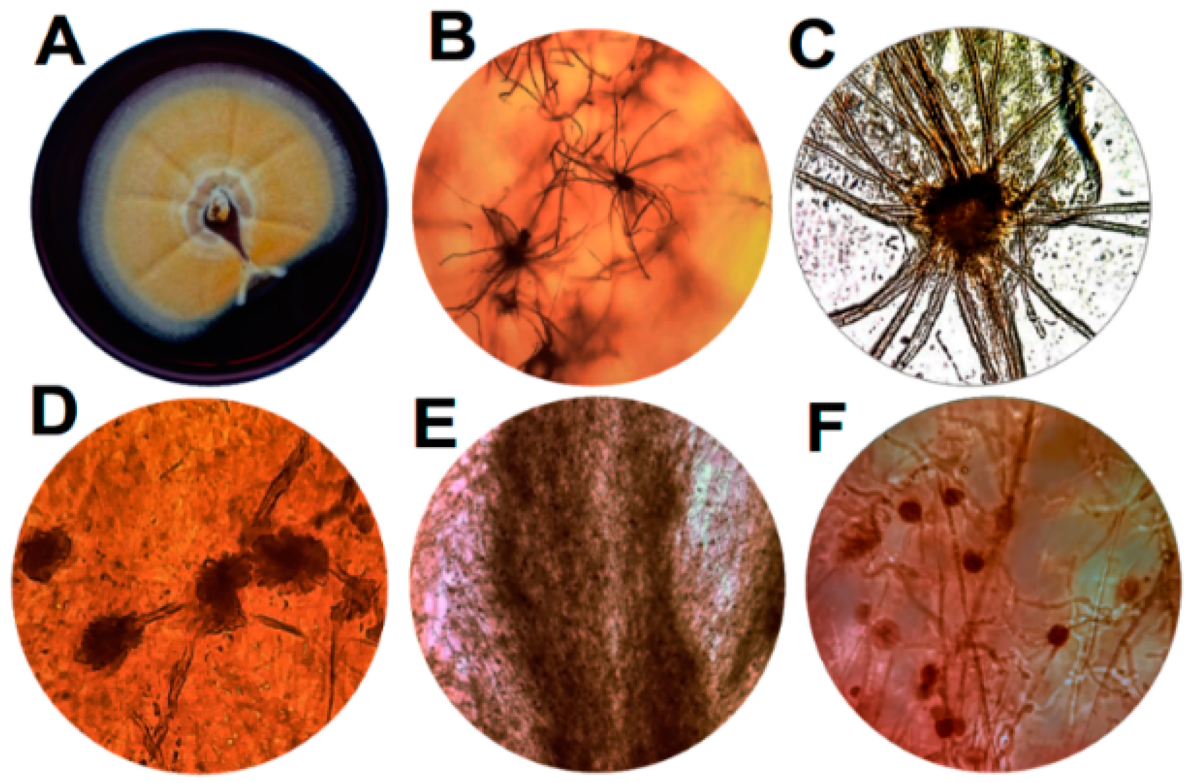 Applsci 11 04583 g001