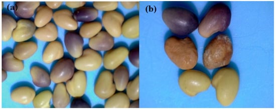 Applied Sciences Free Full Text The Effects Of Red Clover Seed Treatment With Cold Plasma And Electromagnetic Field On Germination And Seedling Growth Are Dependent On Seed Color Html