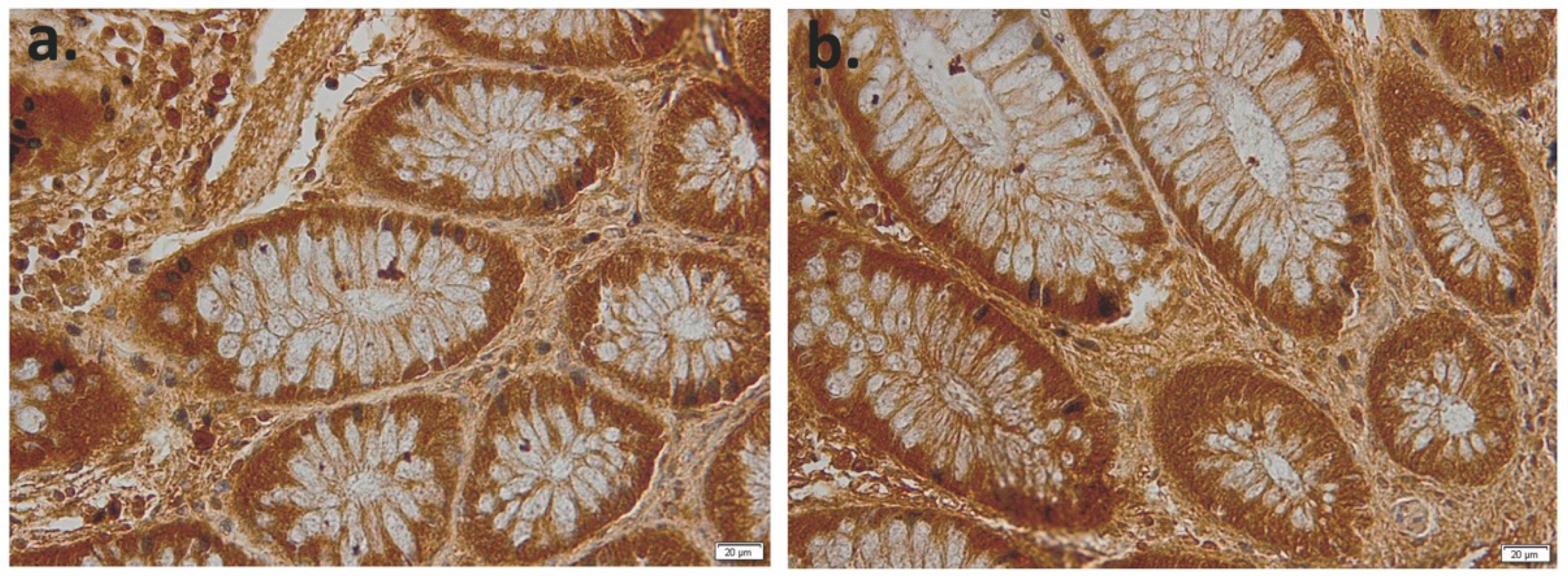 Applsci 11 04710 g011