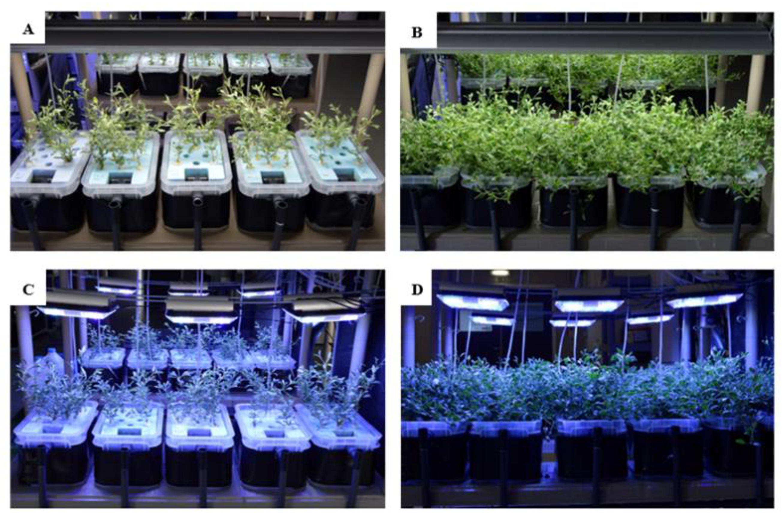 Aquaculture light - Fupe Systems AS - LED