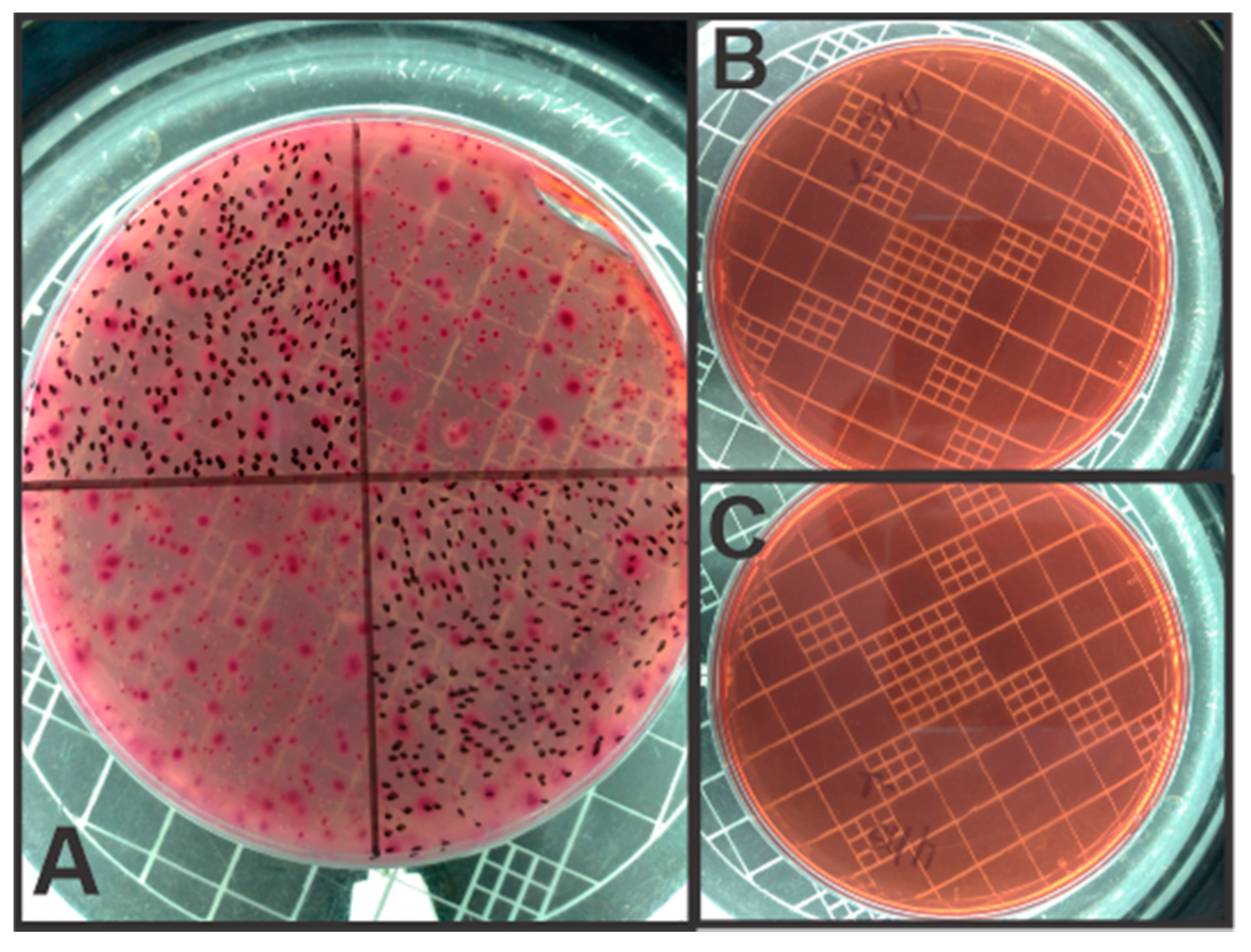 Applsci 11 05009 g004 Applsci 11 05009 g004