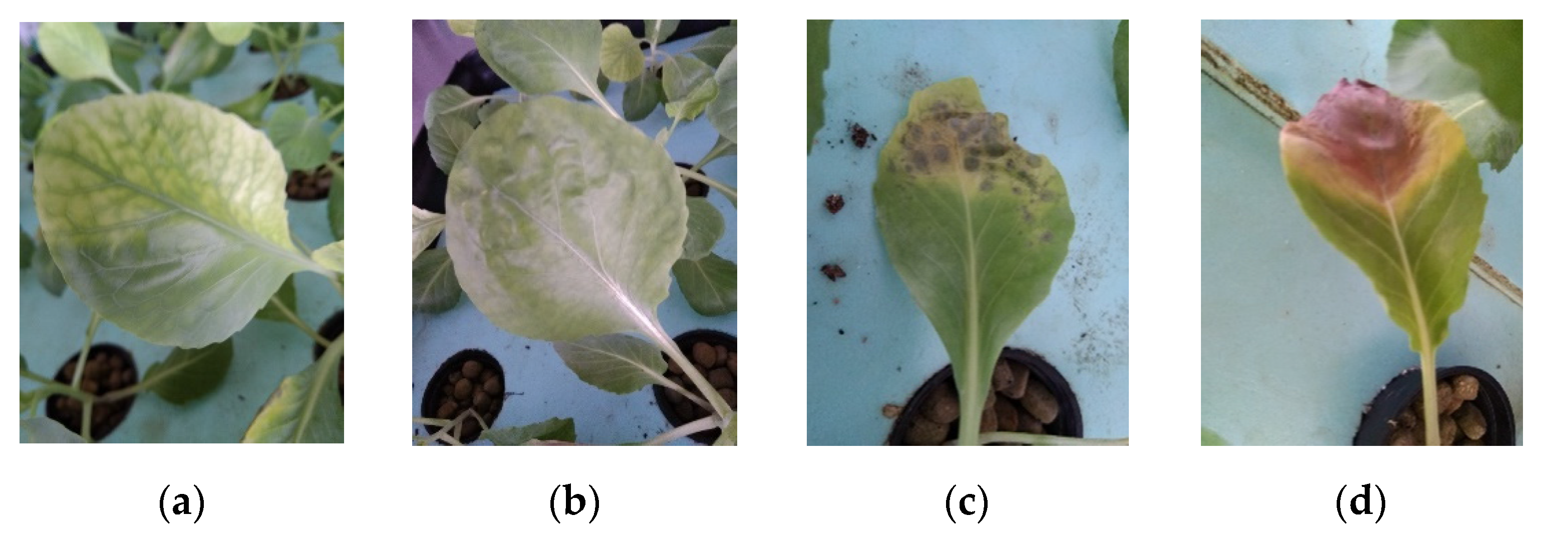 Applsci 11 05064 g005 Applsci 11 05064 g005