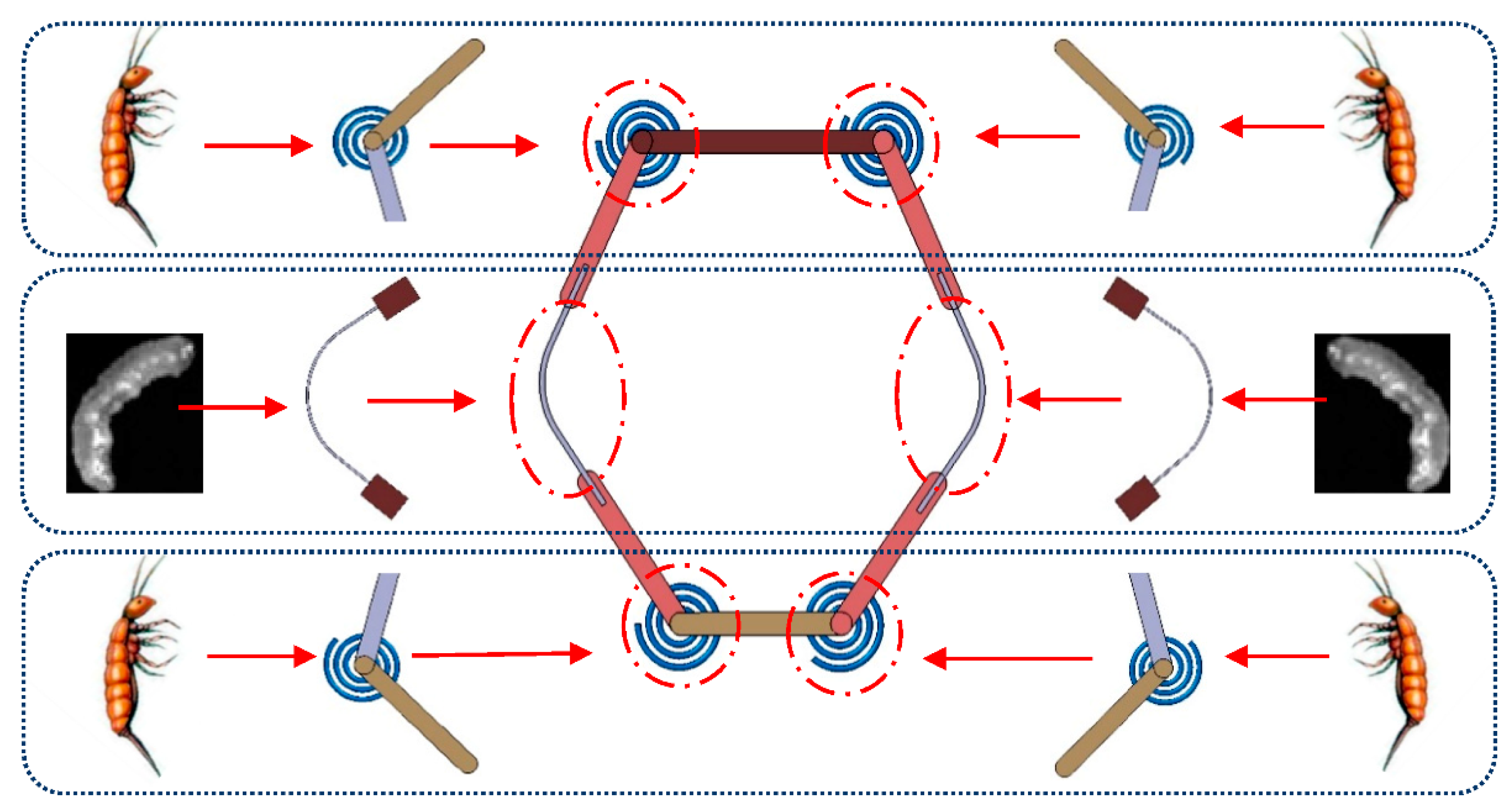 Applied Sciences Free FullText A Biologically Inspired Height