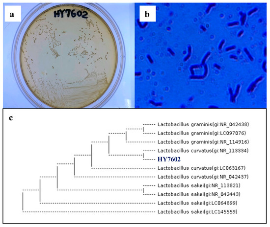 Applied Sciences | Free Full-Text | Fermented Antler Improves 
