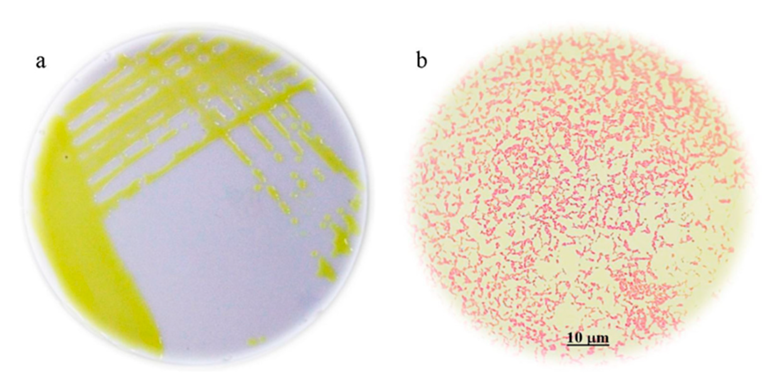 Applsci 11 05391 g001 Applsci 11 05391 g001