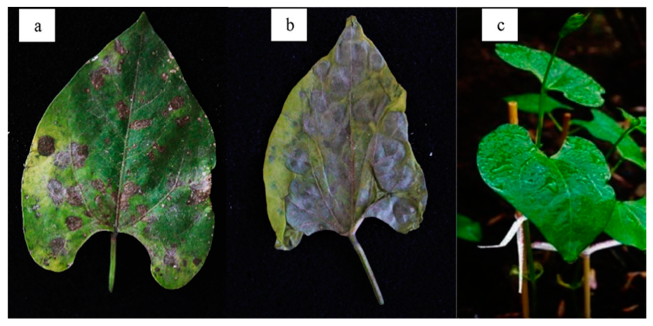 Applsci 11 05391 g002 Applsci 11 05391 g002