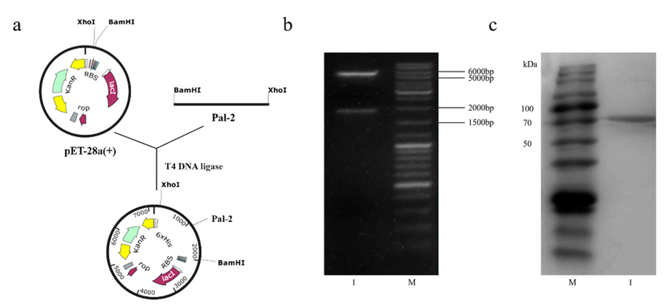 Applsci 11 05521 g002 Applsci 11 05521 g002