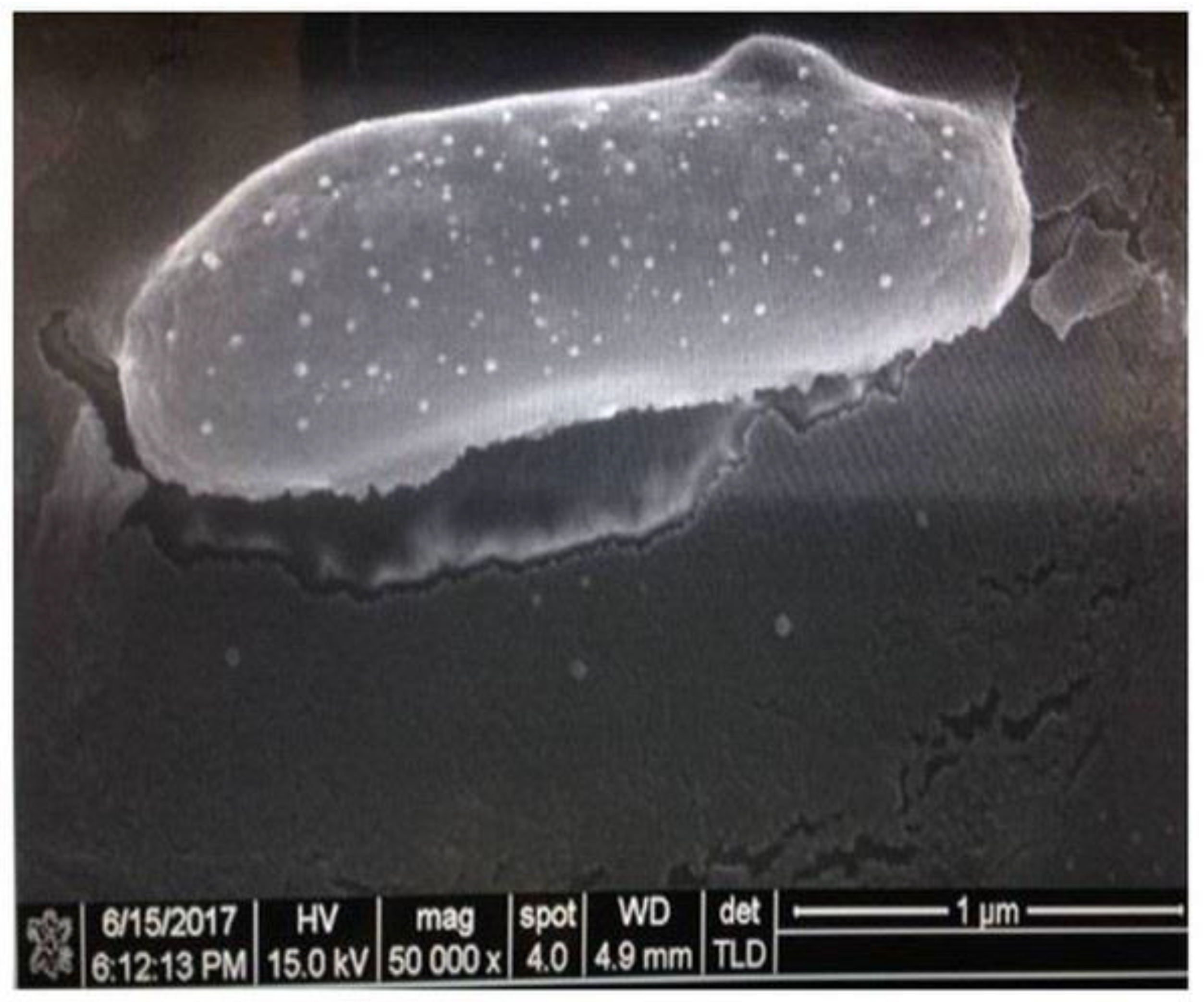 Applsci 11 05544 g002