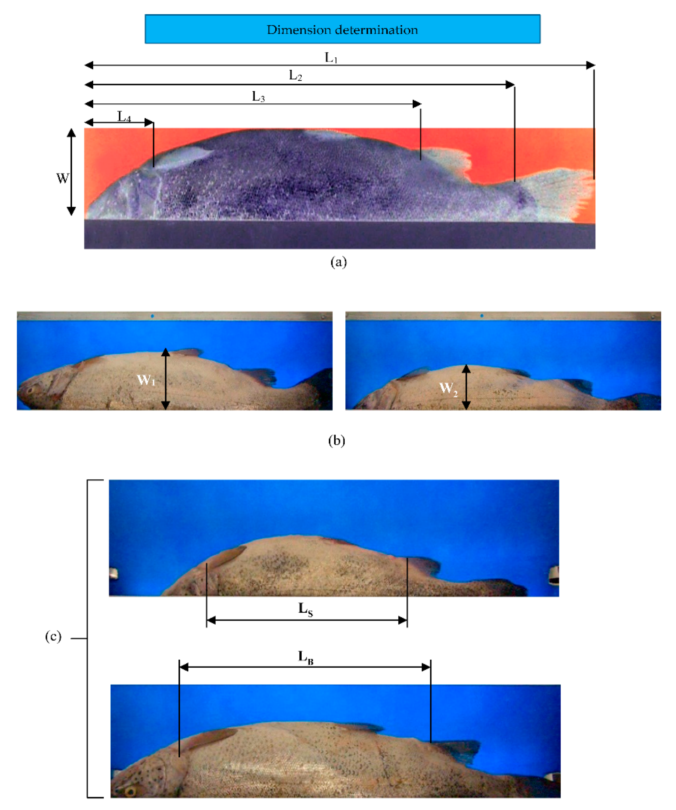 Applsci 11 05602 g002