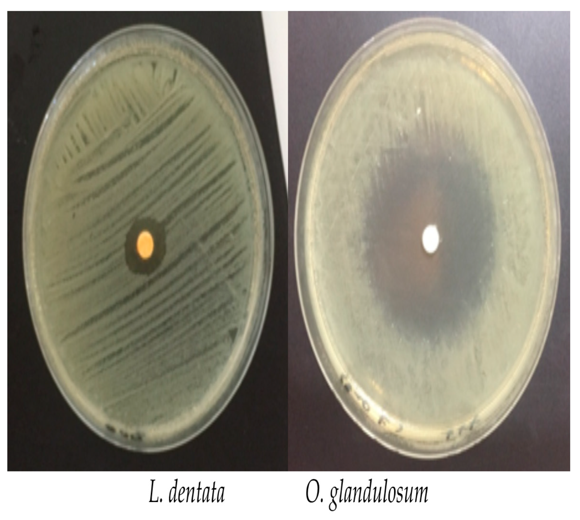 Applsci 11 05688 g001 Applsci 11 05688 g001