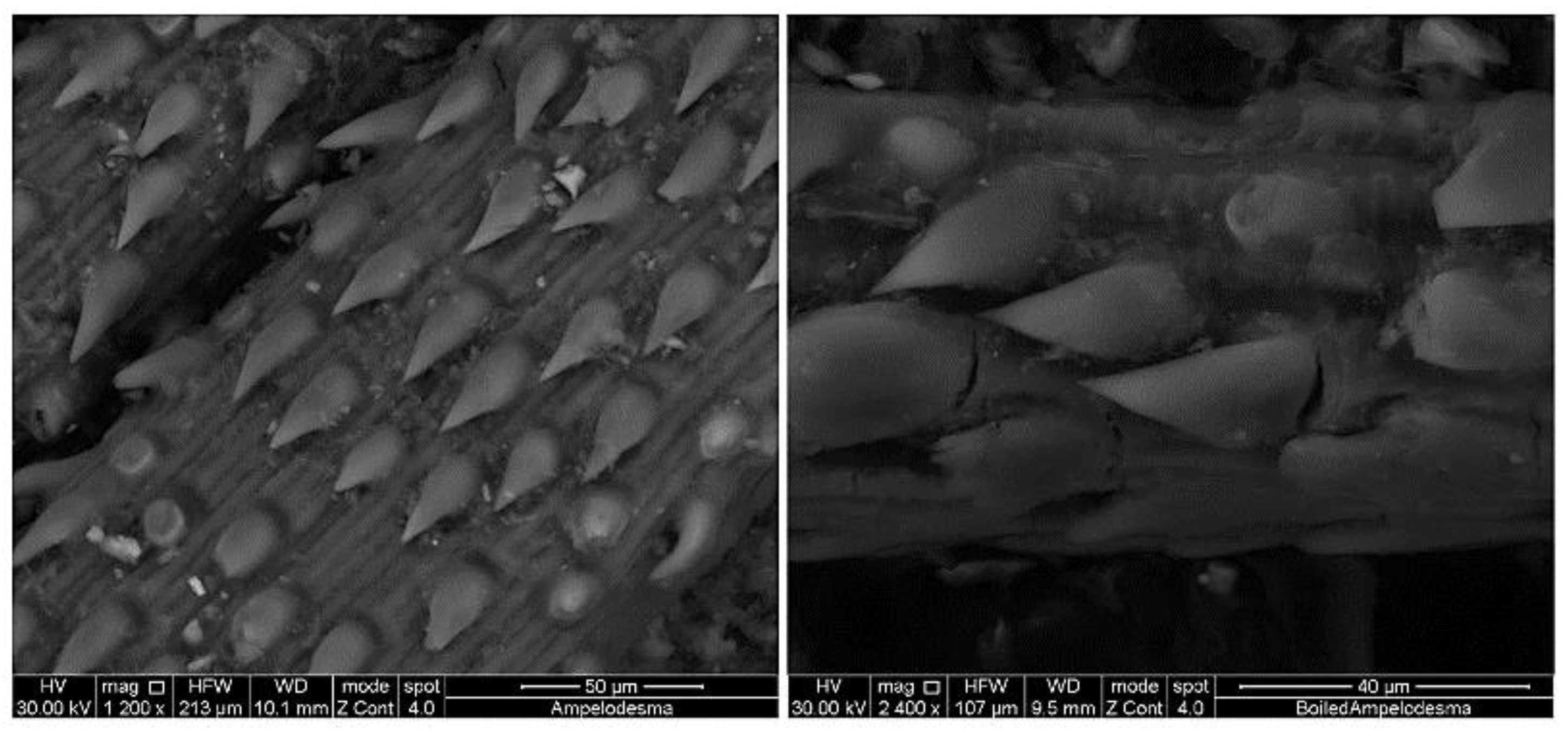 Applsci 11 05910 g007 550