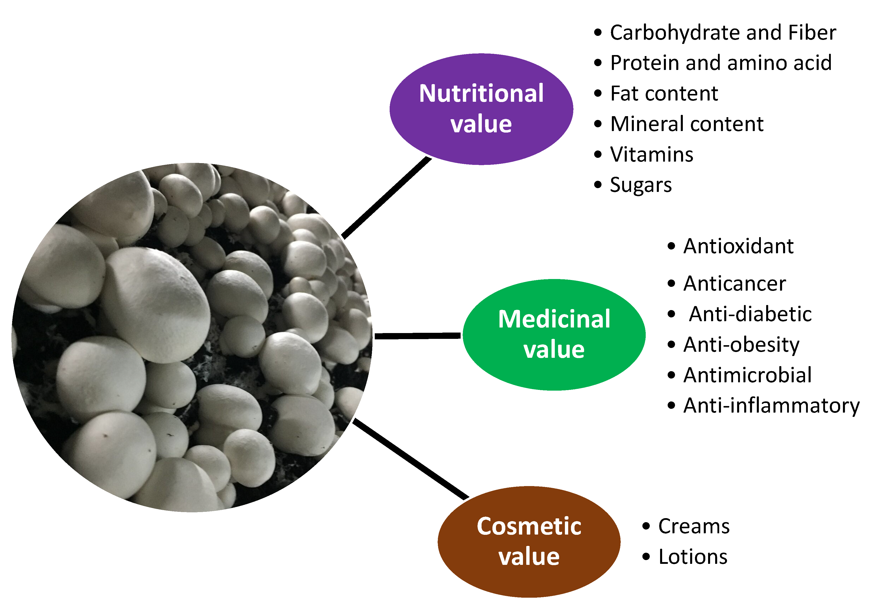 On Mushroom Agaricus Bisporus