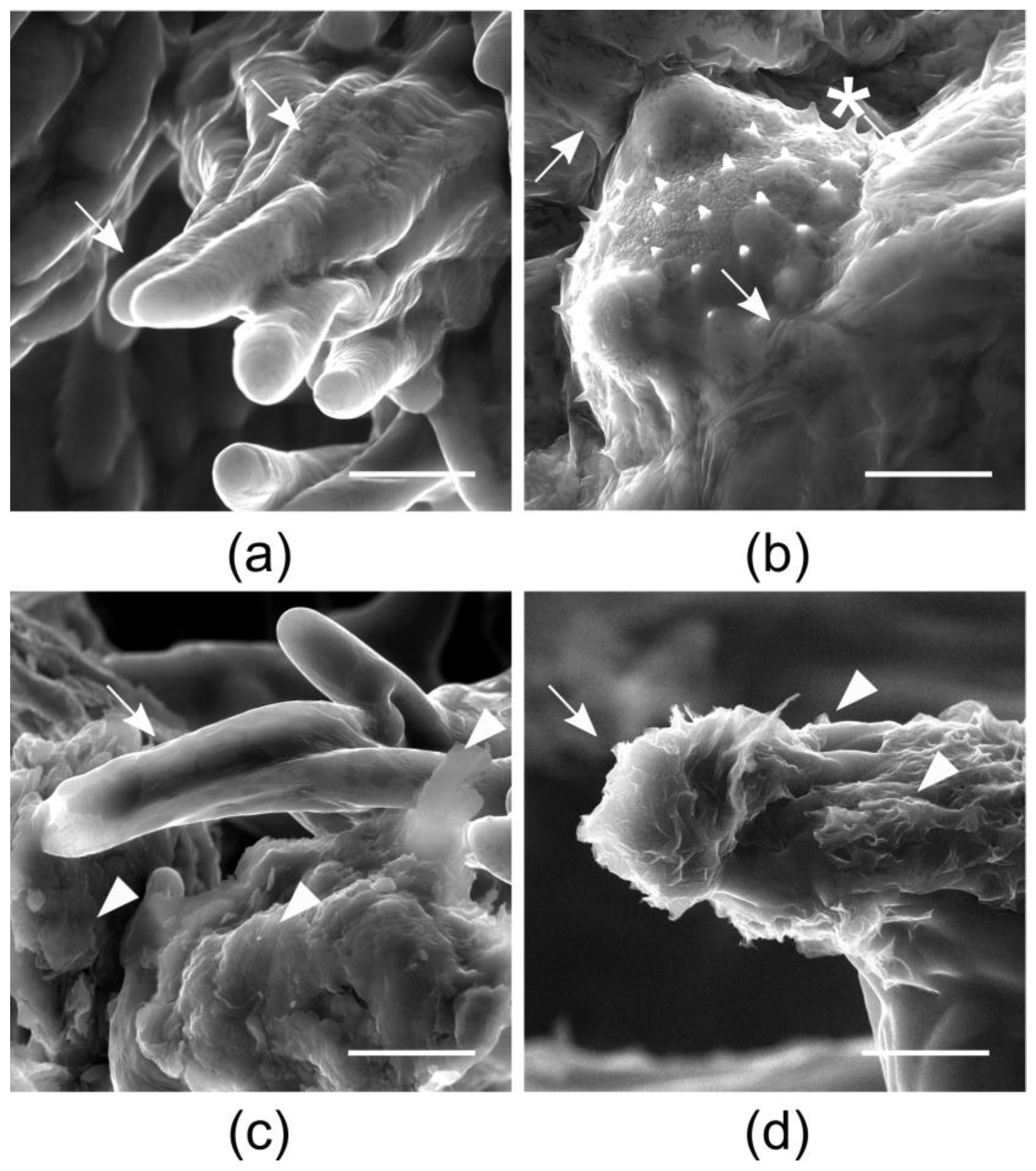 Applsci 11 06150 g001