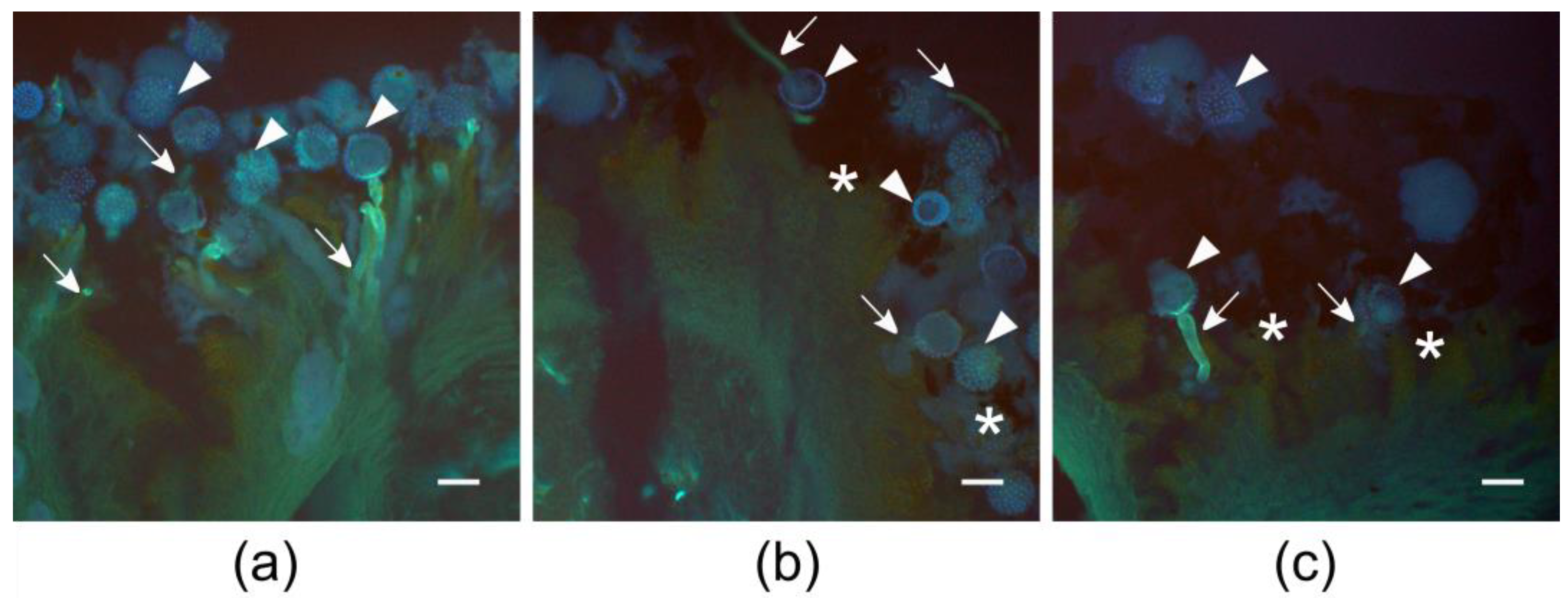 Applsci 11 06150 g003