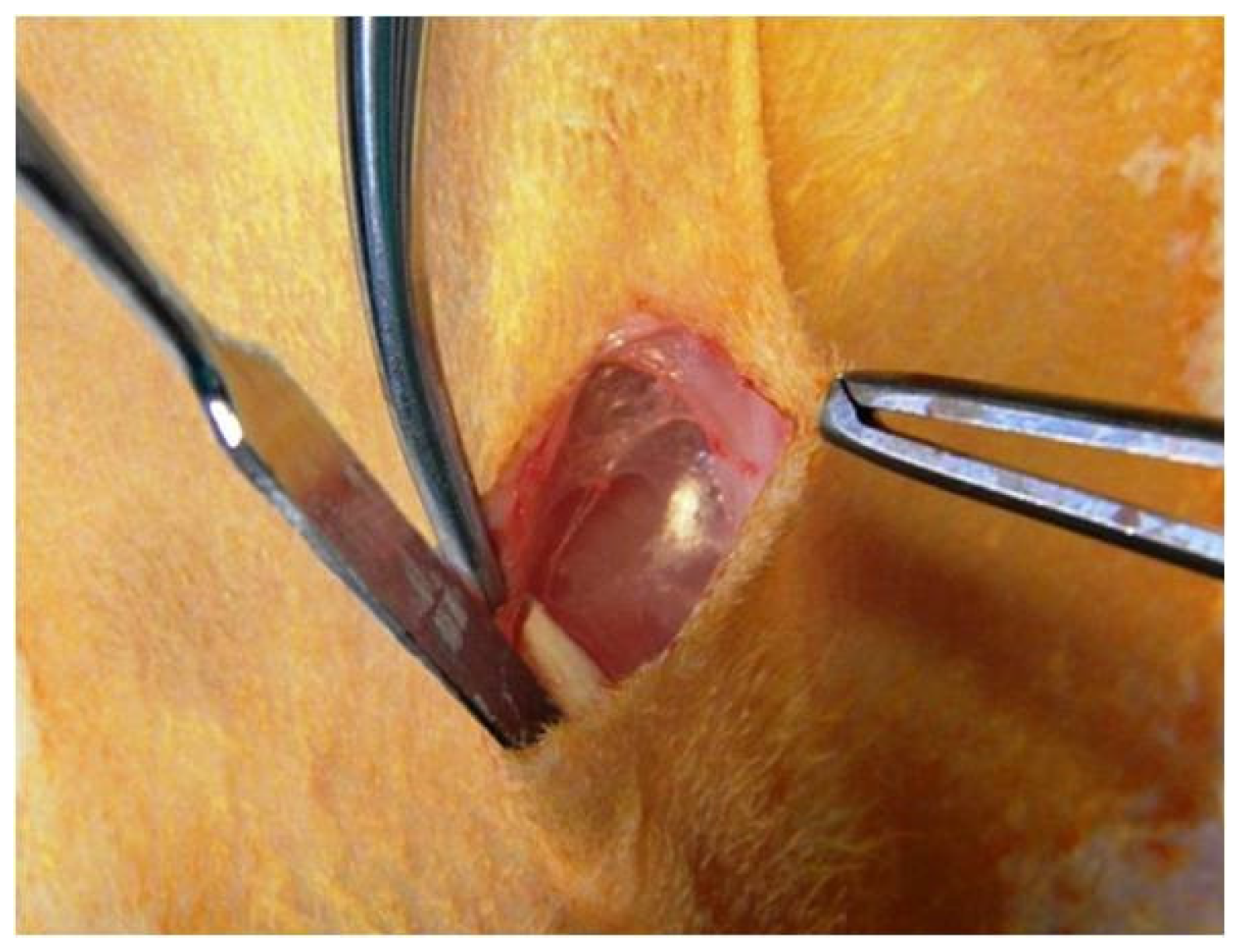 Applsci 11 06519 g001