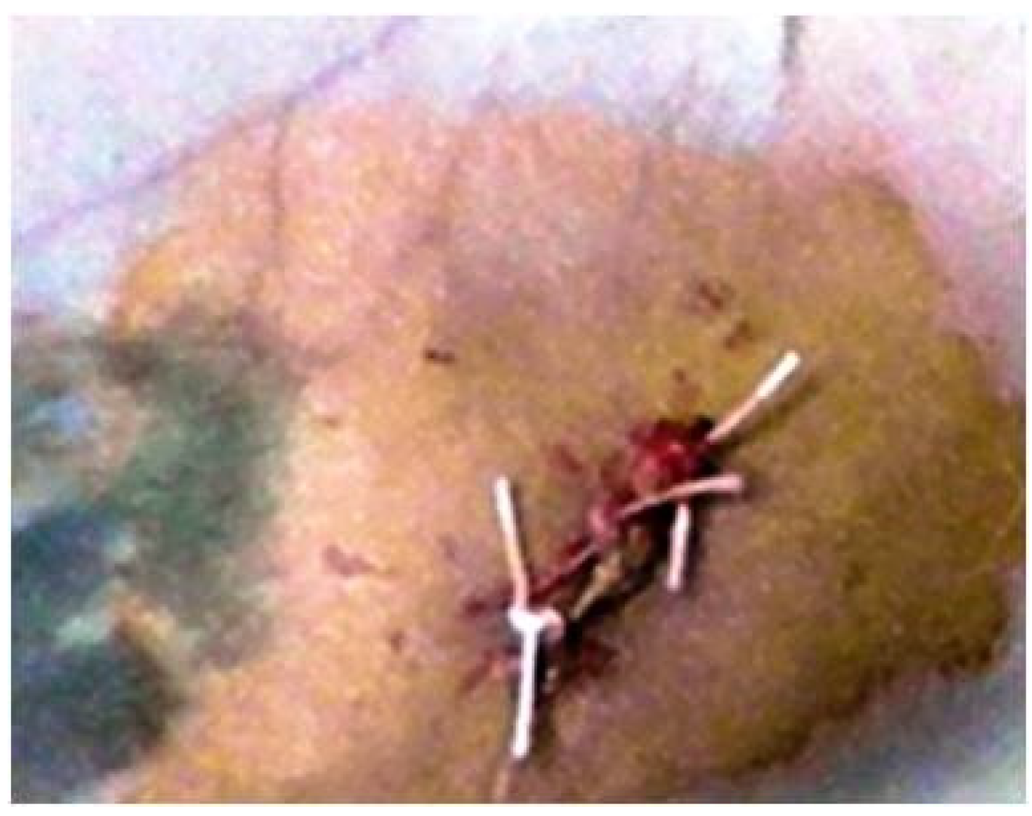 Applsci 11 06519 g002