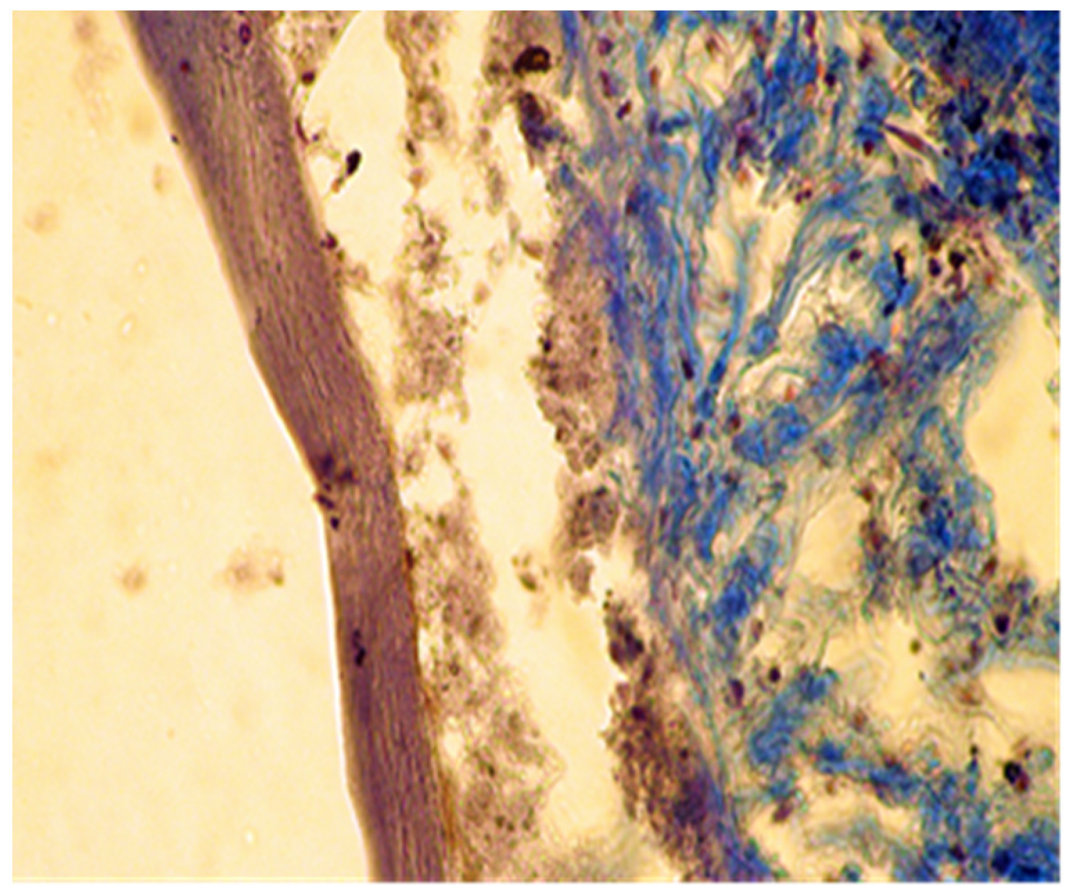 Applsci 11 06519 g010