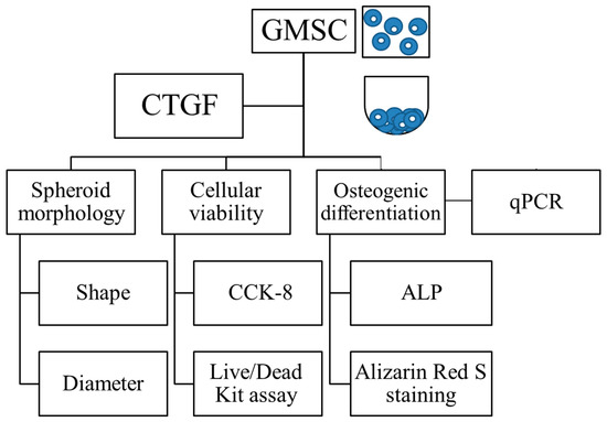 Effects of Connective Tissue Growth Factor on the Cell Viability ...