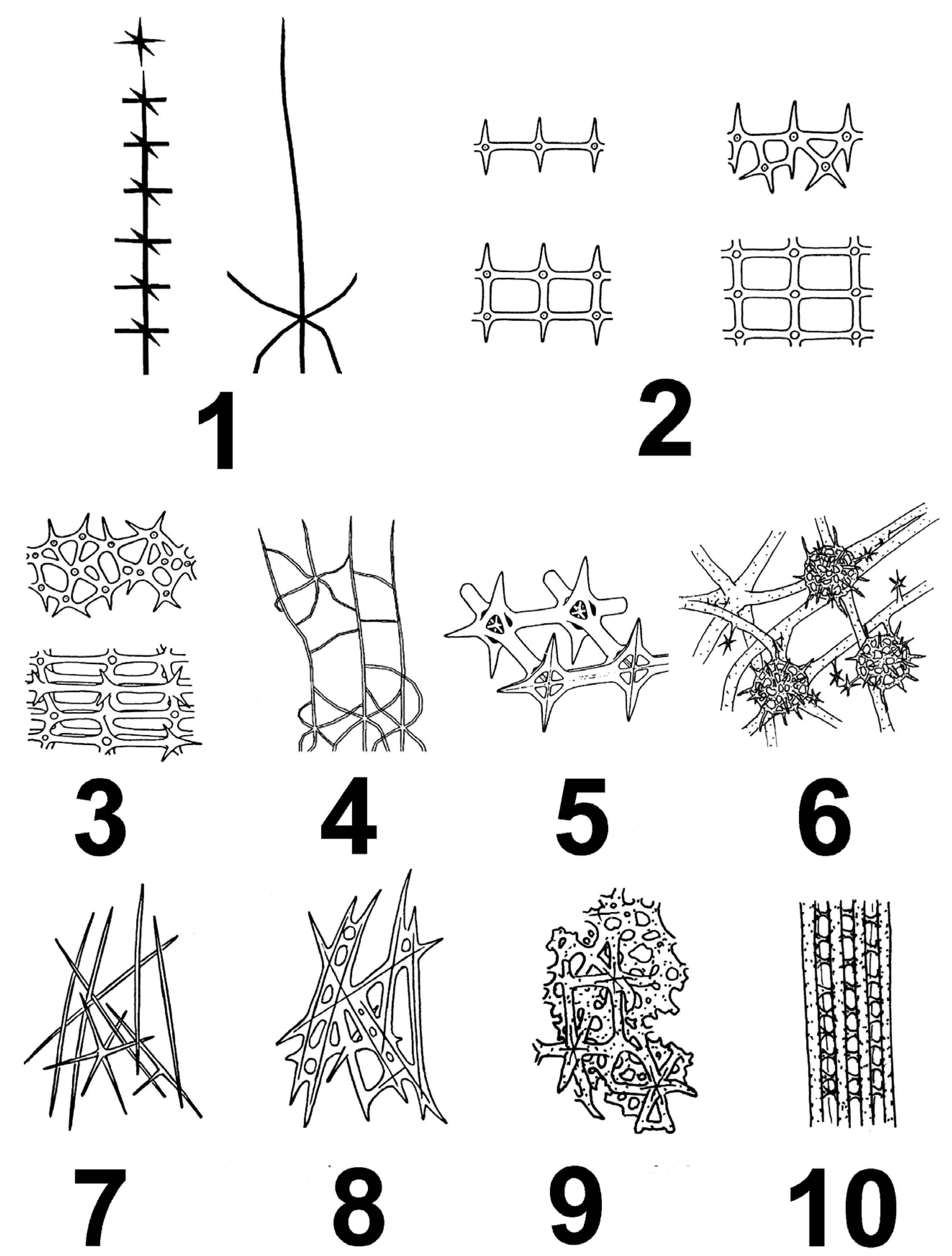silica spicules