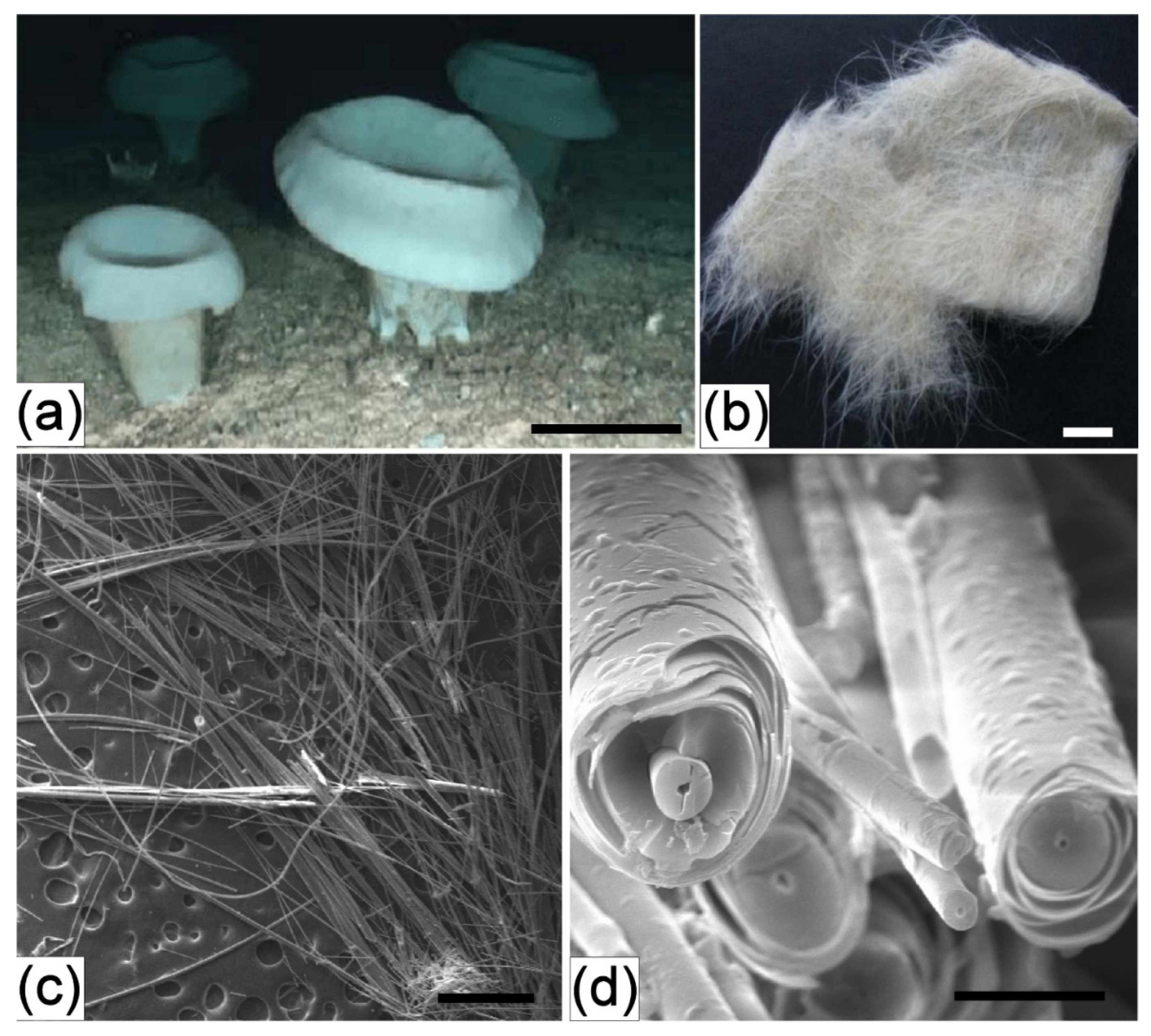 Applsci 11 06587 g004