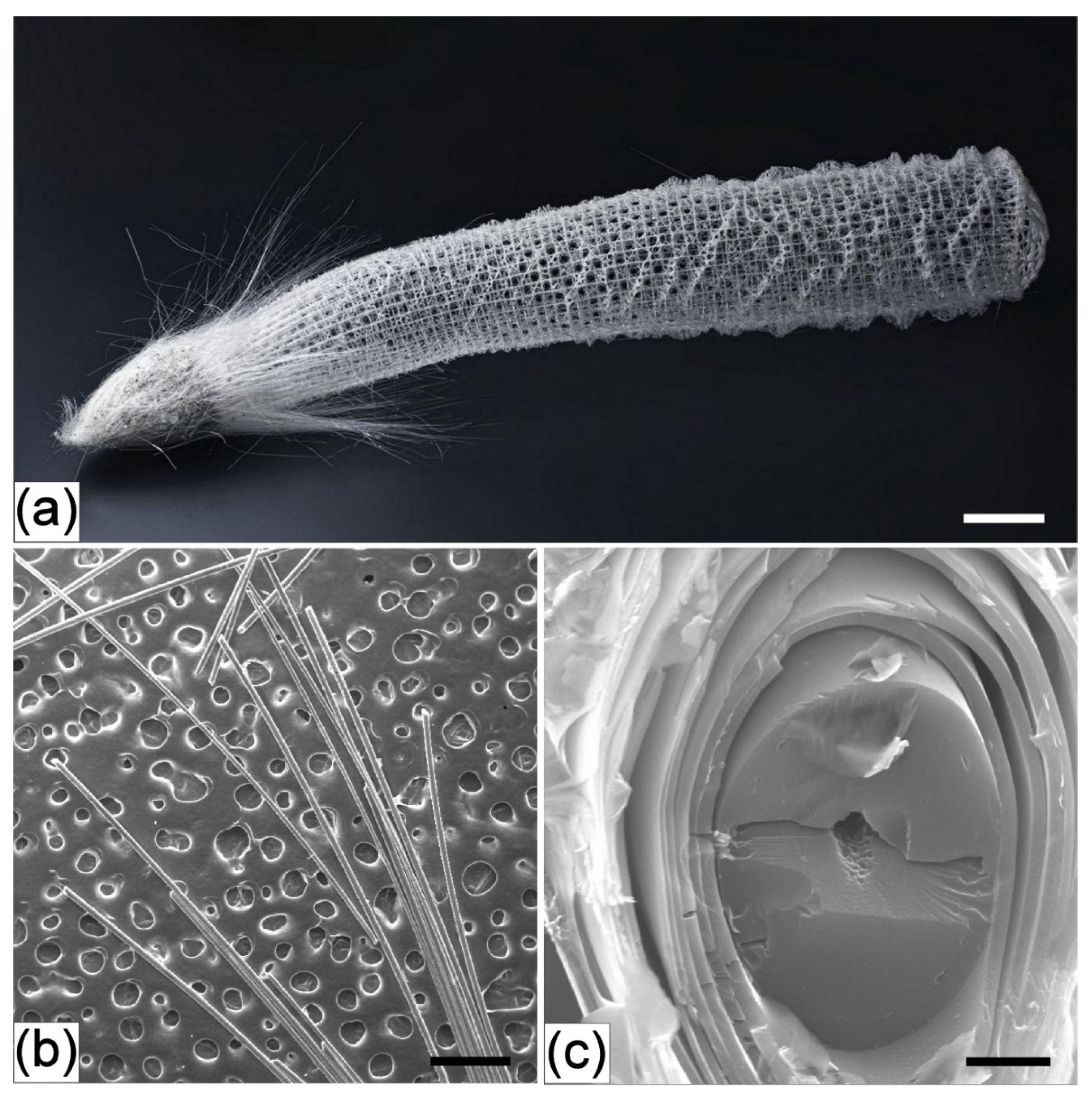 Applsci 11 06587 g005