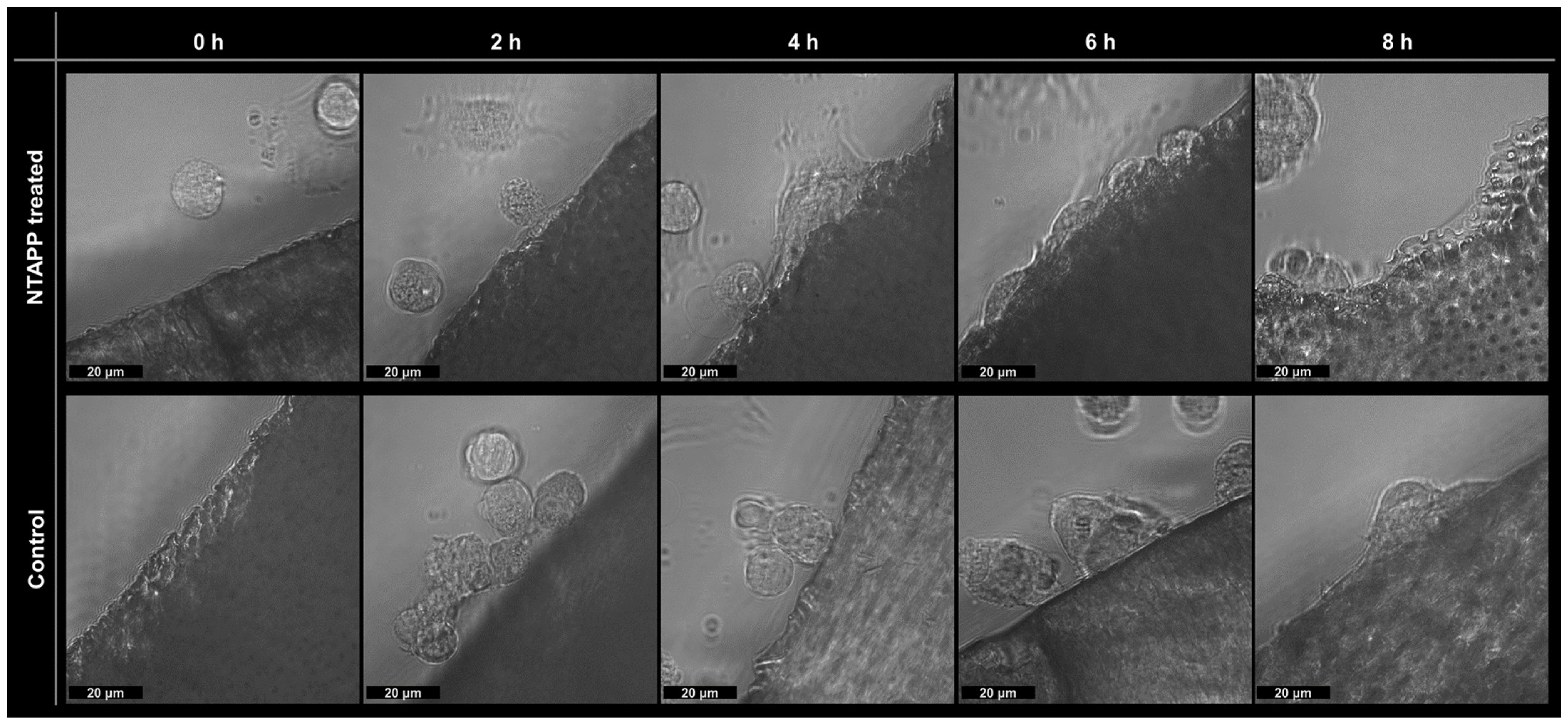 Applsci 11 06836 g005 550