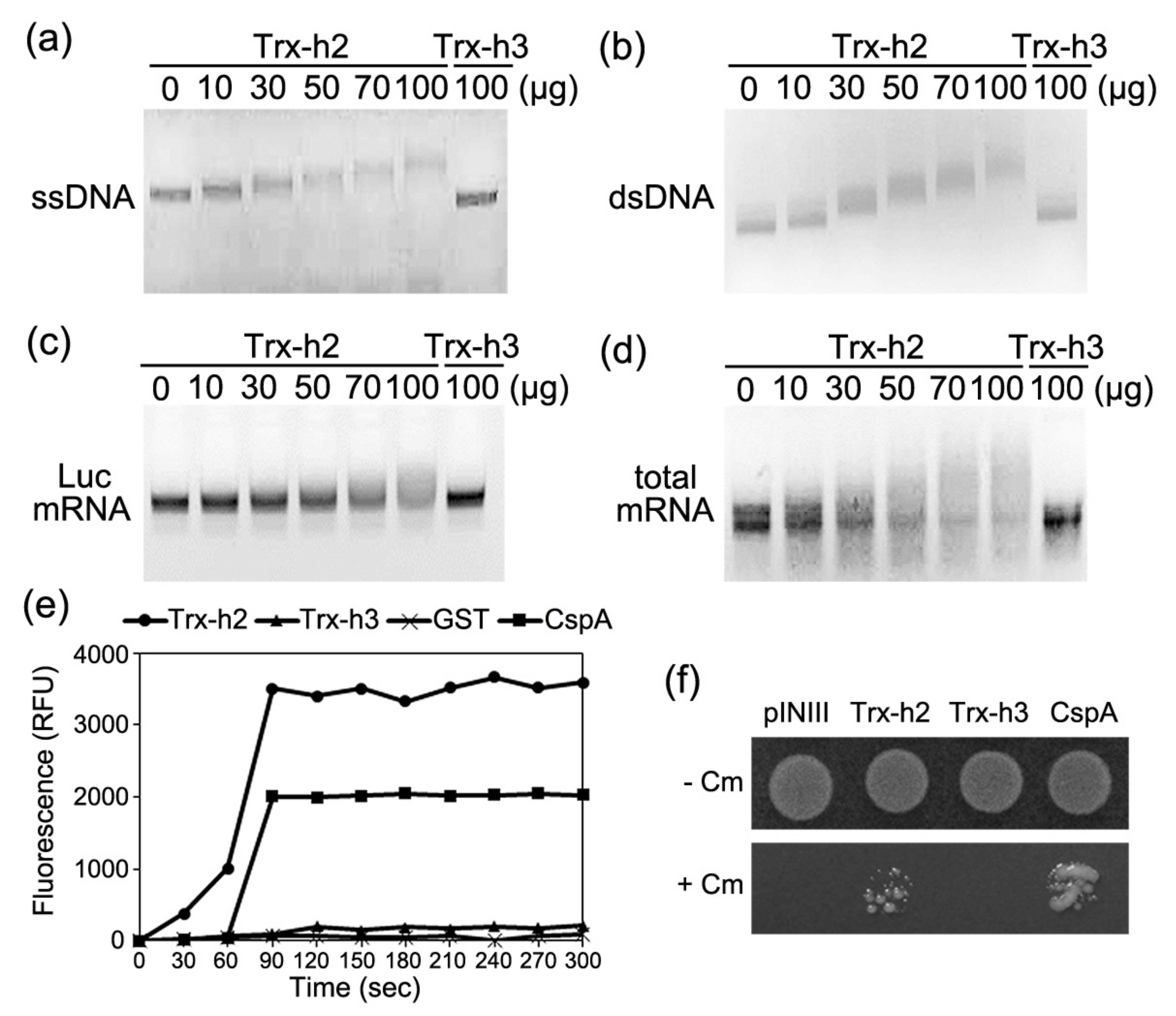 Arabidopsis Disulfide Reductase, Trx-h2, Functions as an RNA Chaperone  under Cold Stress