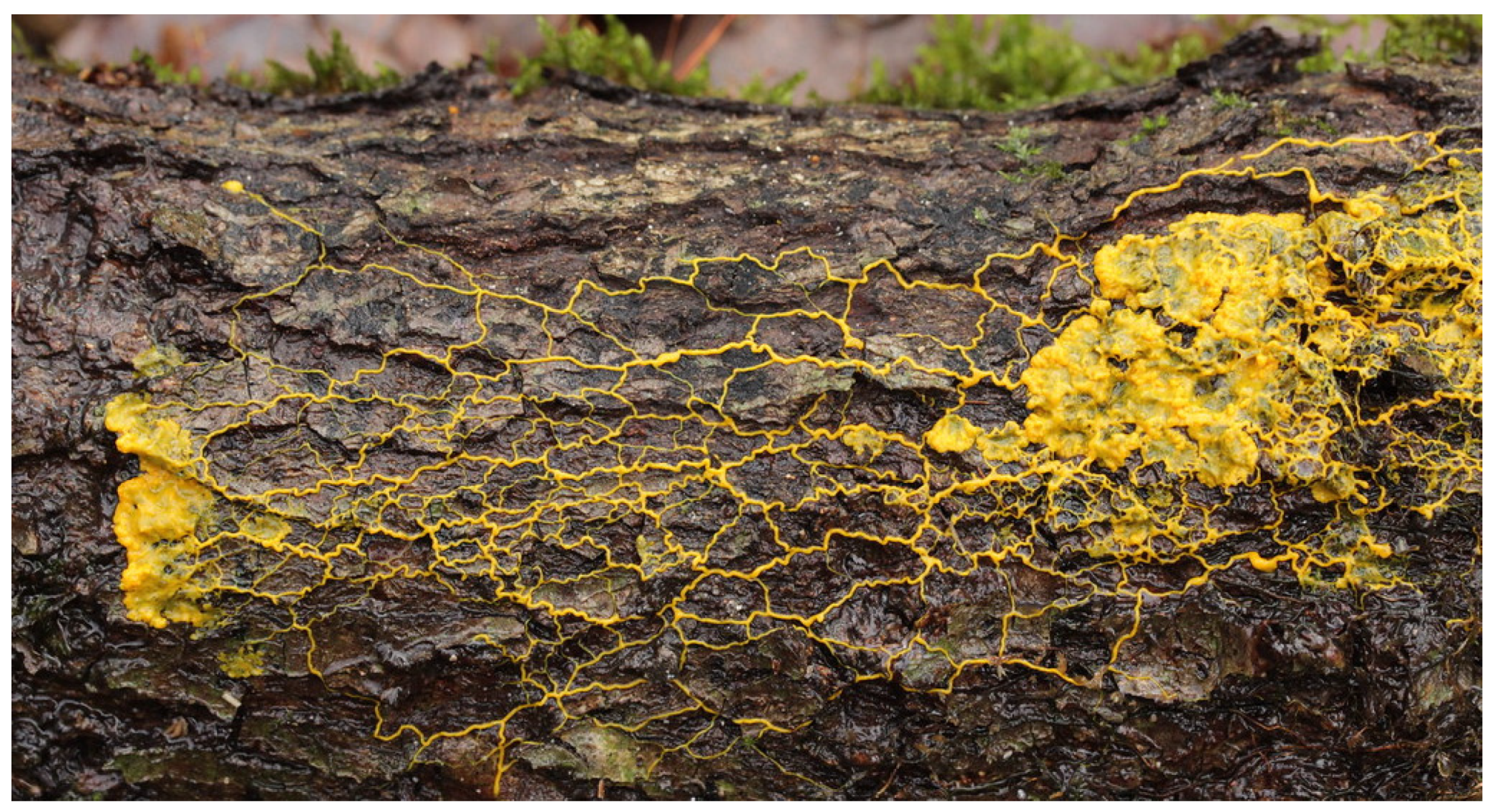 Applsci 11 06958 g001 Applsci 11 06958 g001